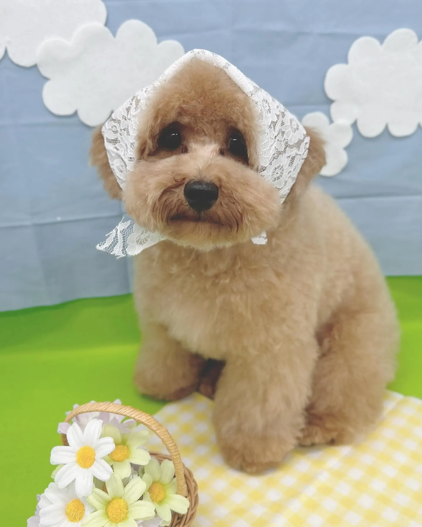 ୨୧ ∴トリミング∴ ୨୧