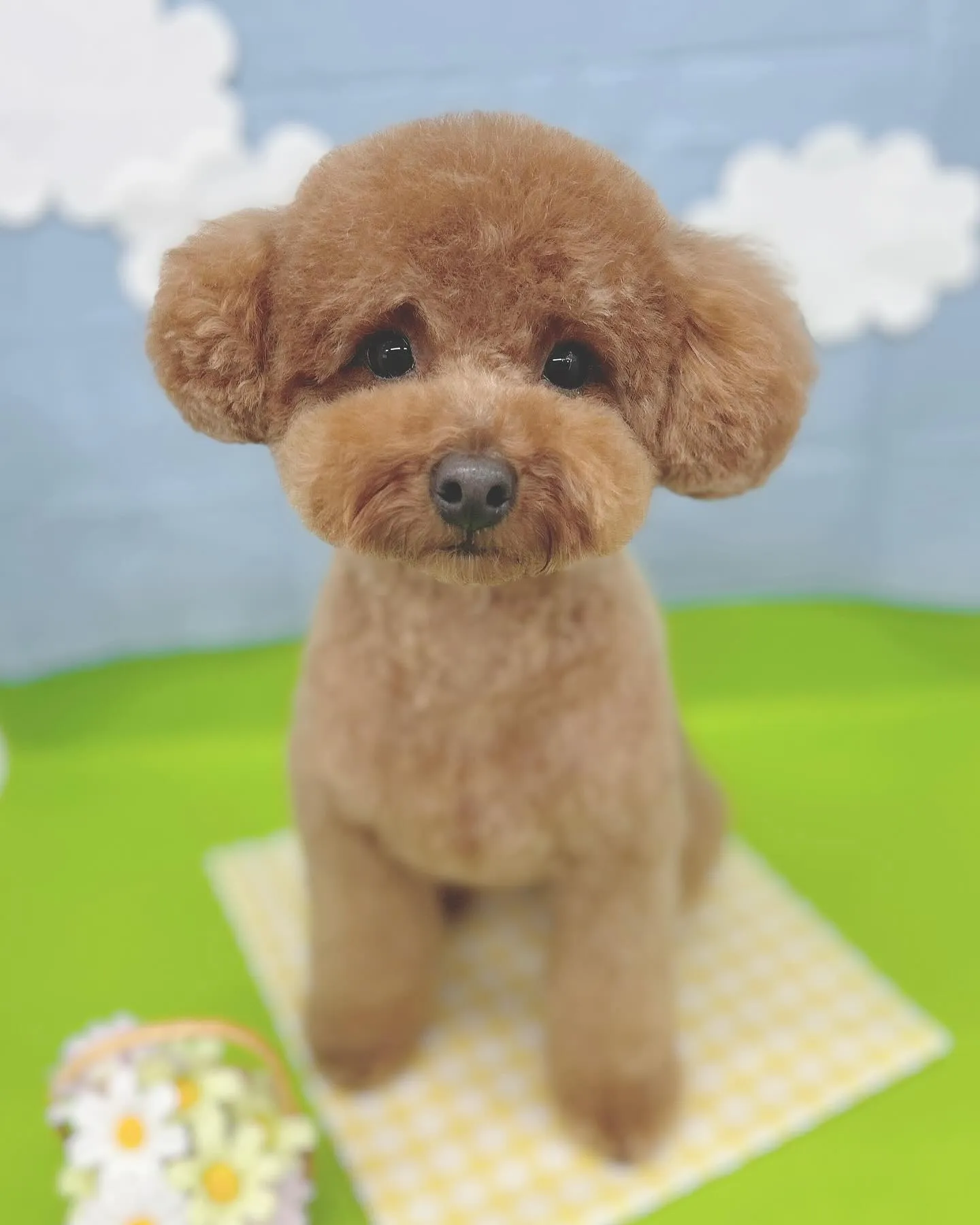 ୨୧ ∴トリミング∴ ୨୧