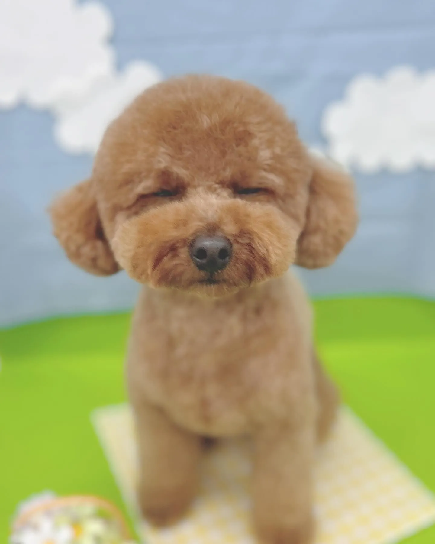 ୨୧ ∴トリミング∴ ୨୧