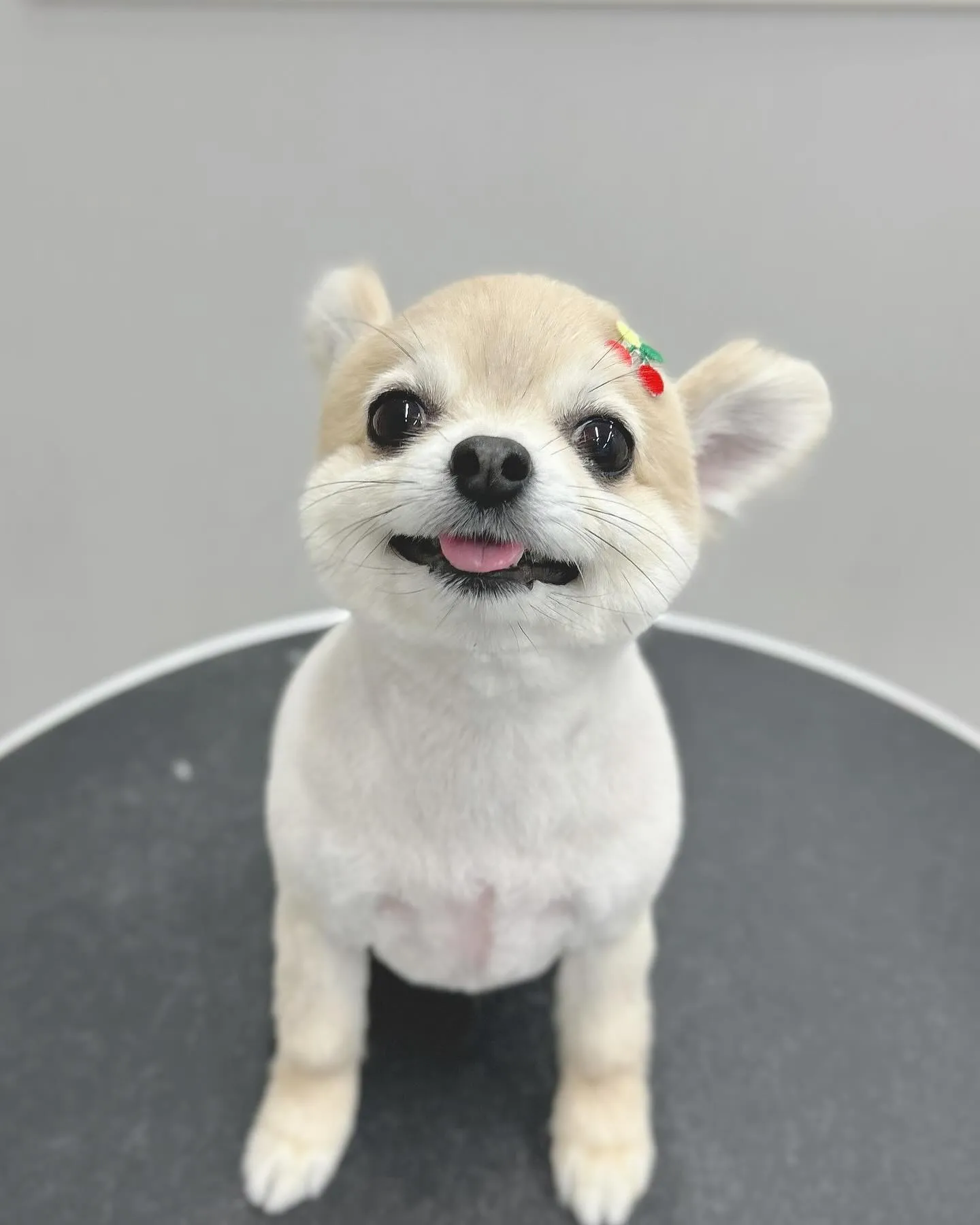 ୨୧ ∴ペットサロン∴ ୨୧ 