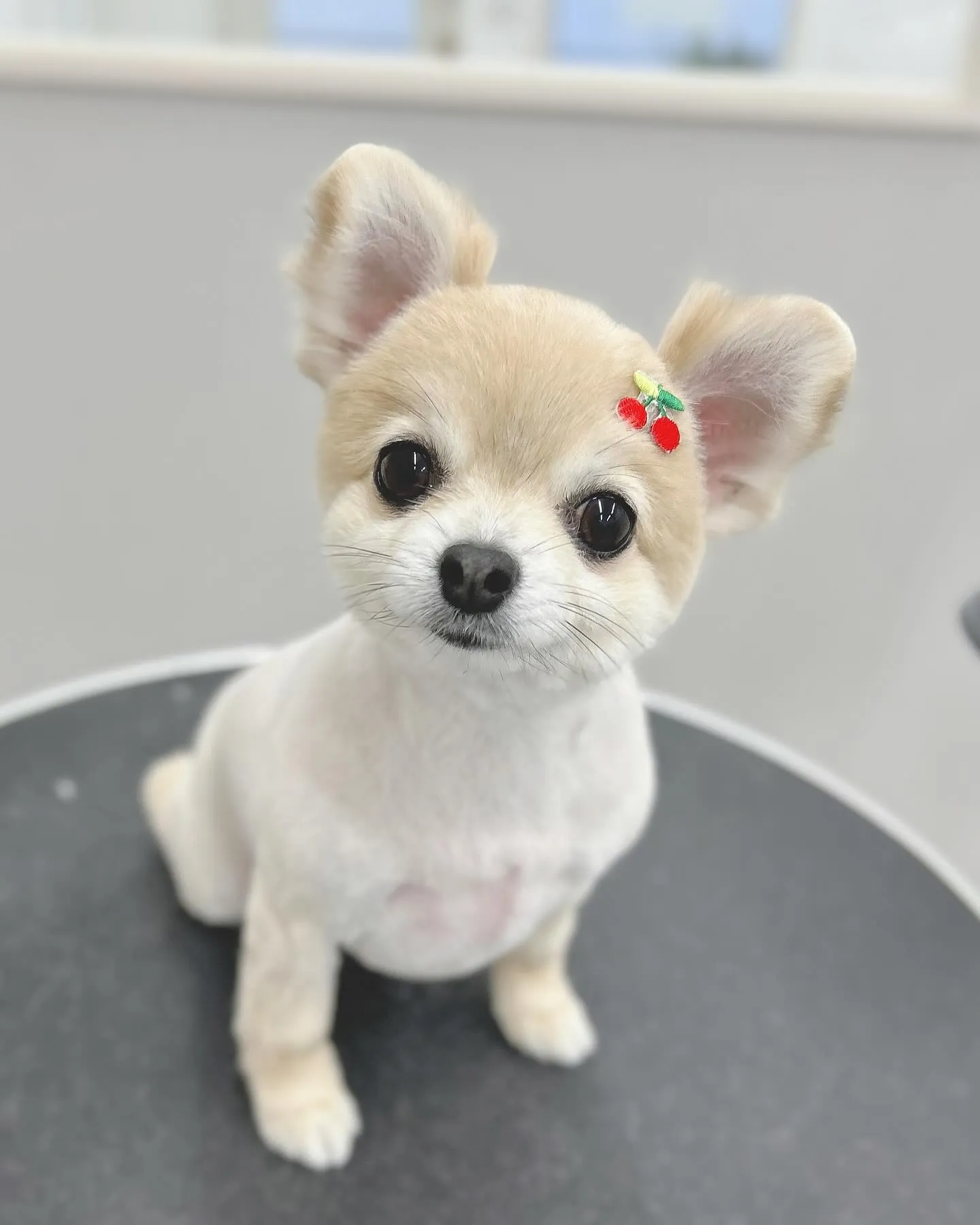 ୨୧ ∴ペットサロン∴ ୨୧ 