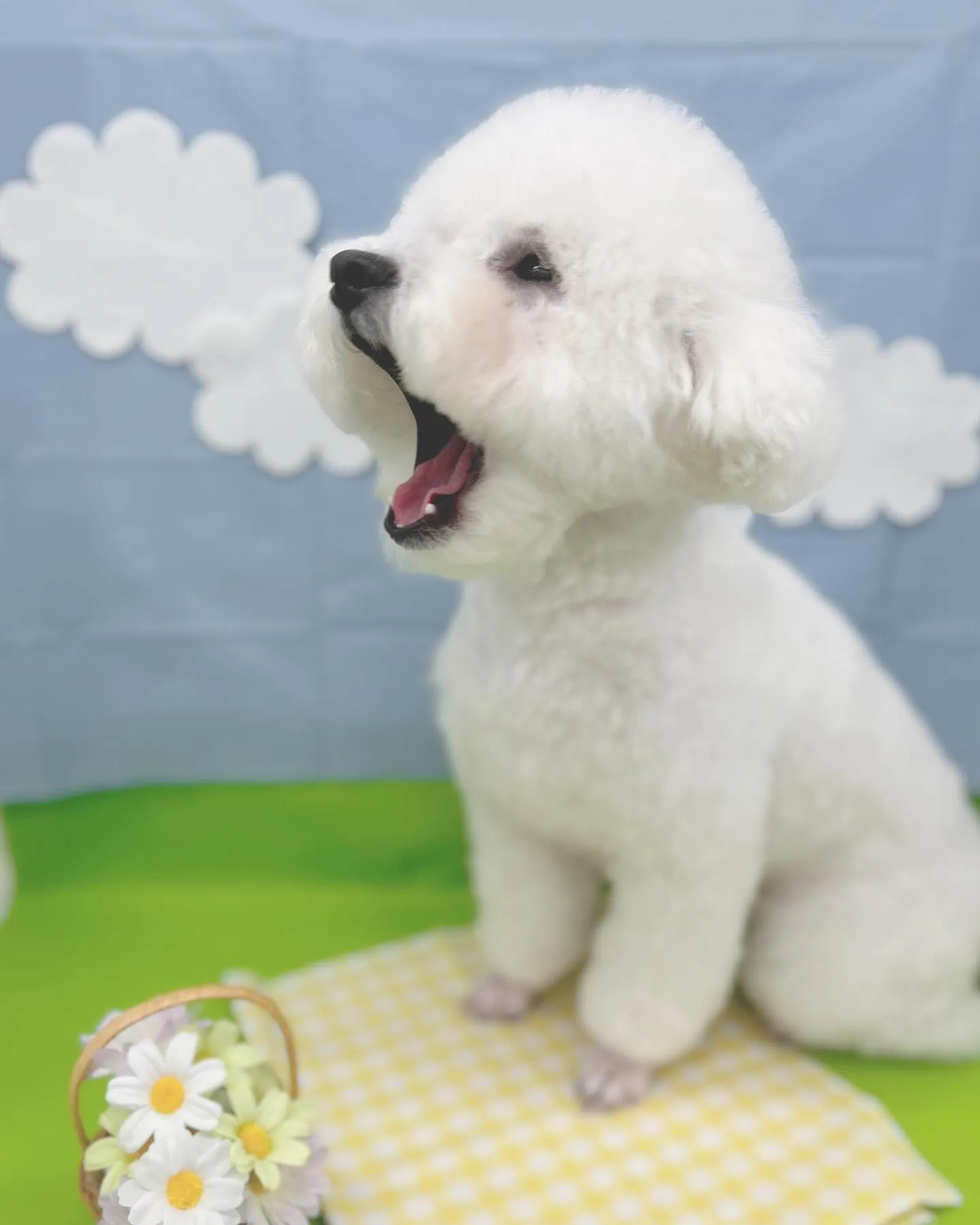 ୨୧ ∴トリミング∴ ୨୧