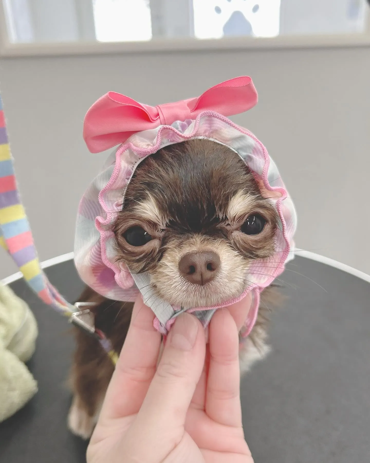 ୨୧ ∴ペットサロン∴ ୨୧ 