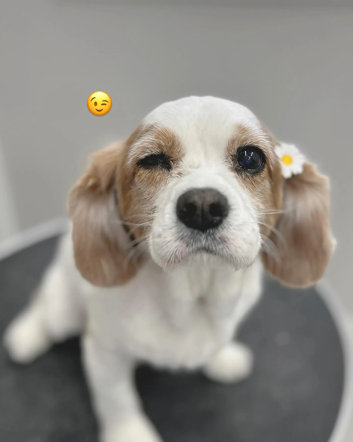 ୨୧ ∴ペットサロン∴ ୨୧ 