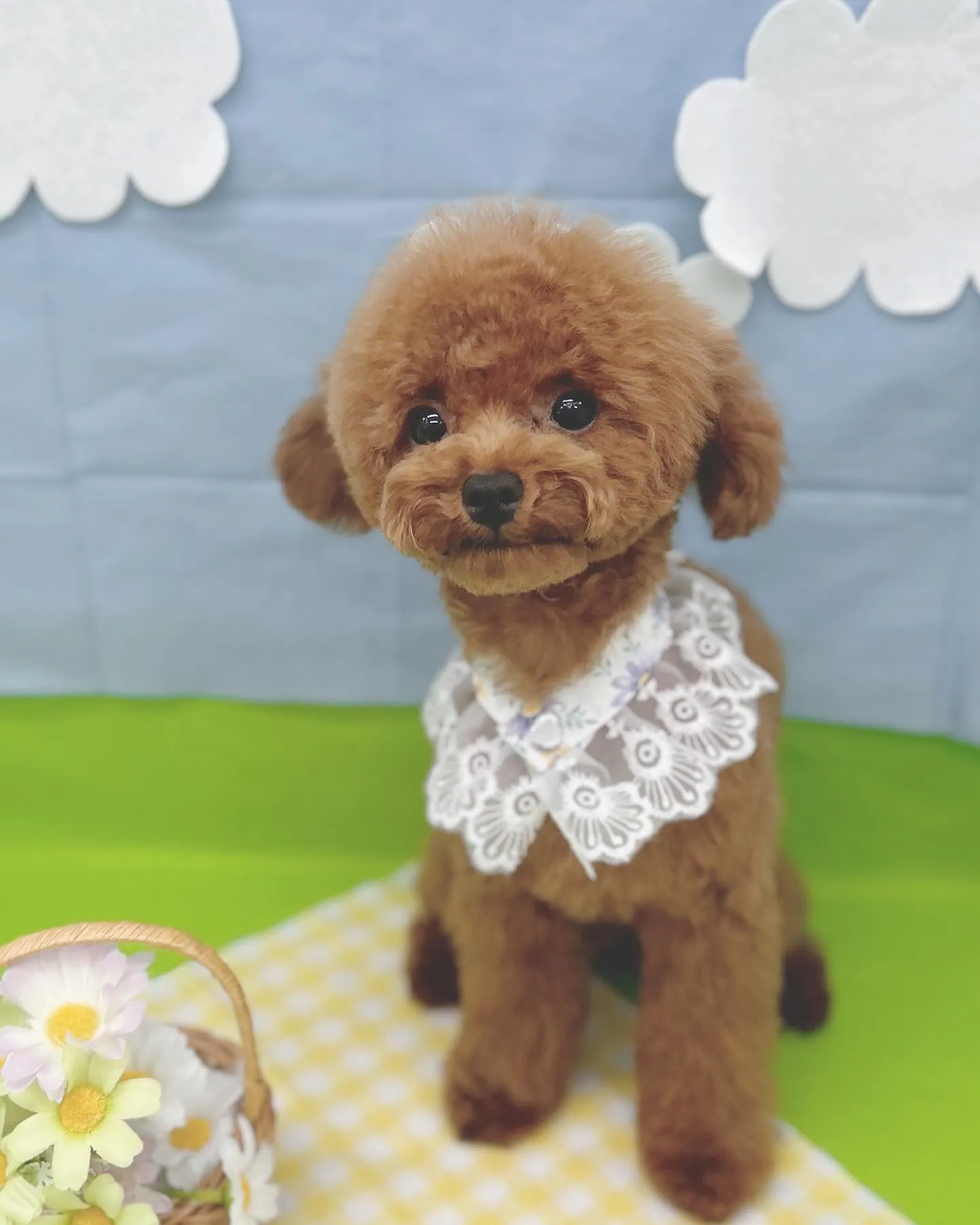 ୨୧ ∴トリミング∴ ୨୧