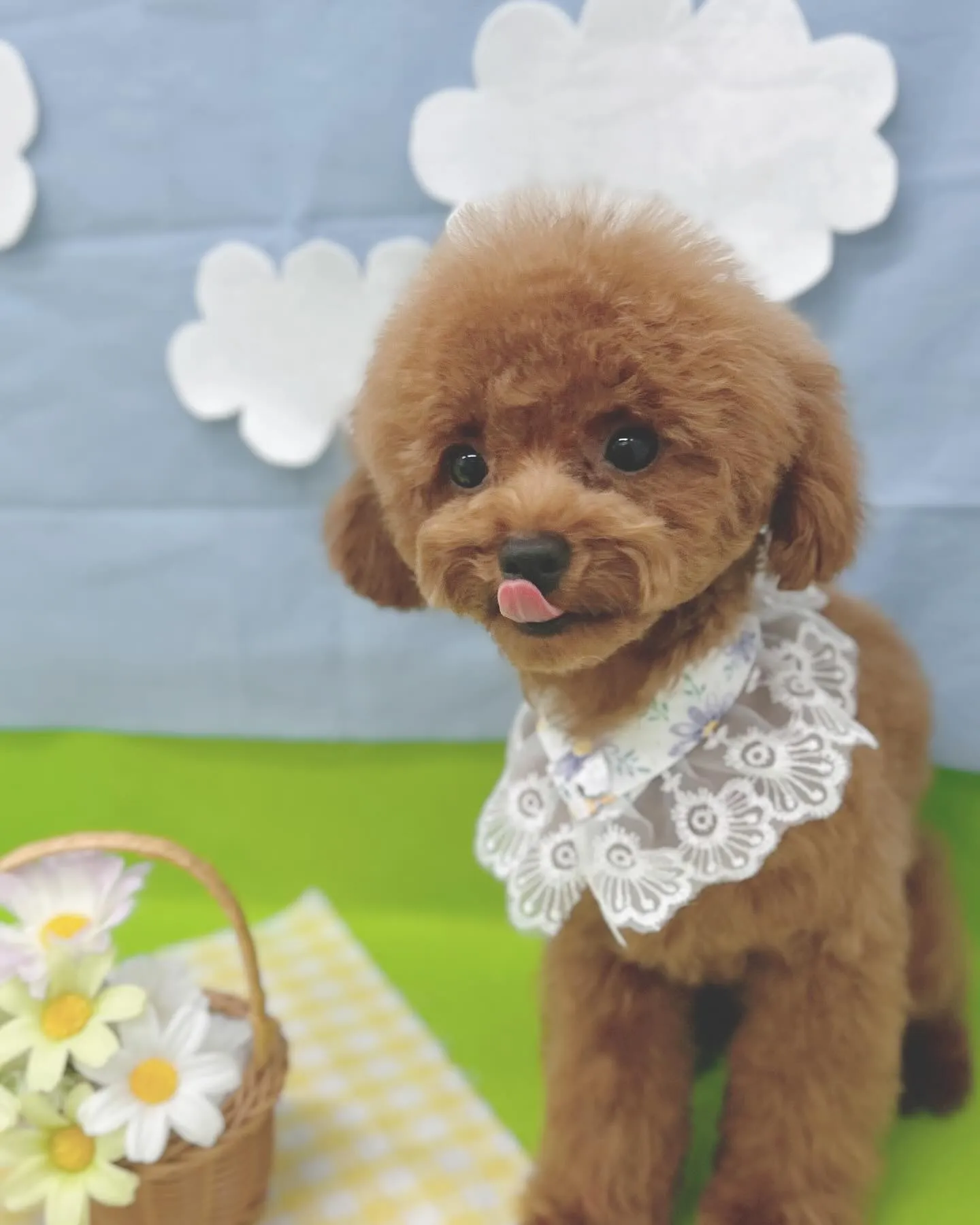 ୨୧ ∴トリミング∴ ୨୧