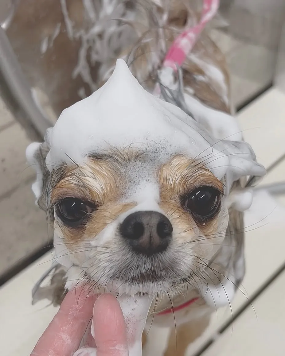 ୨୧ ∴ペットサロン∴ ୨୧ 