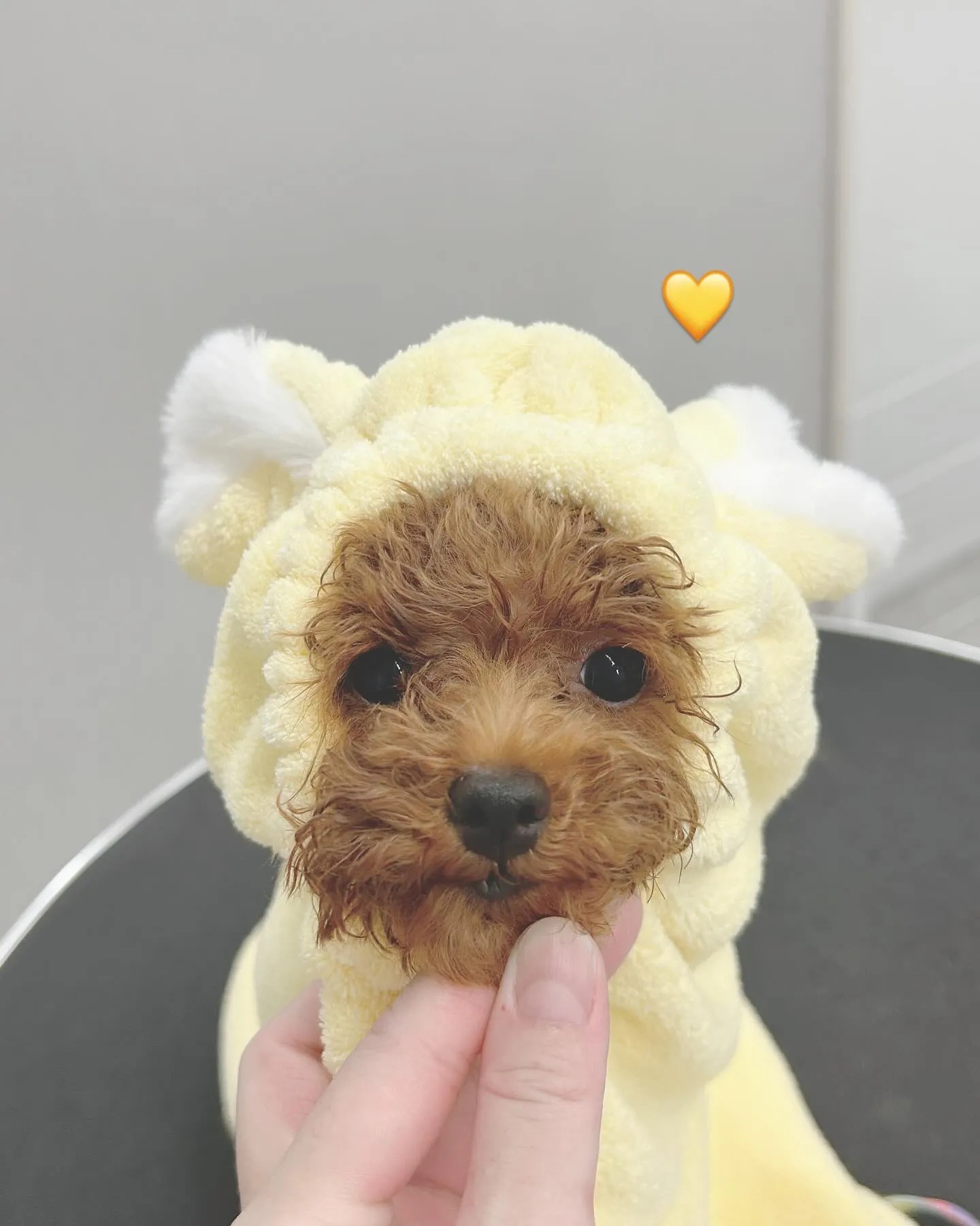 ୨୧ ∴ペットサロン∴ ୨୧ 