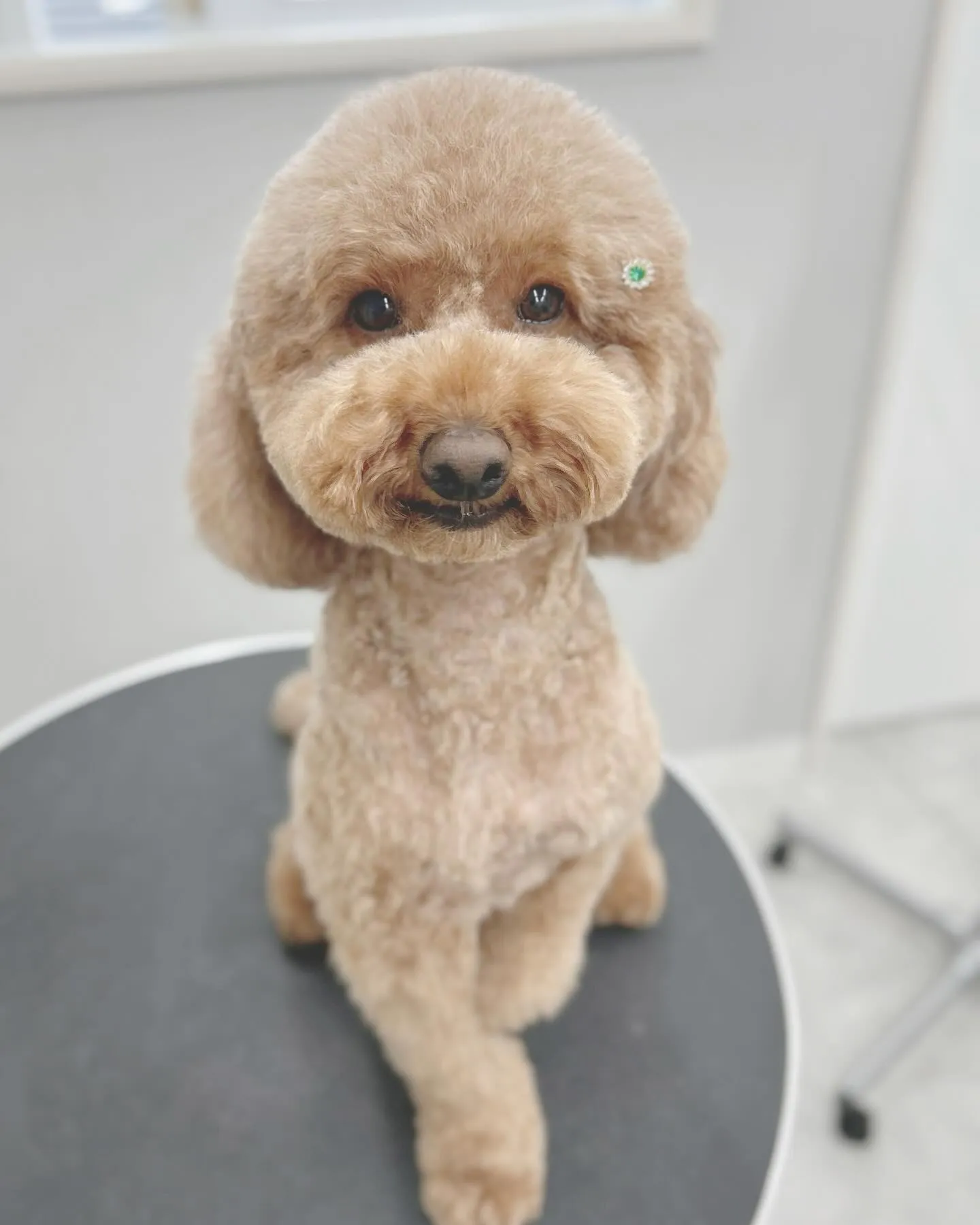 ୨୧ ∴ペットサロン∴ ୨୧ 