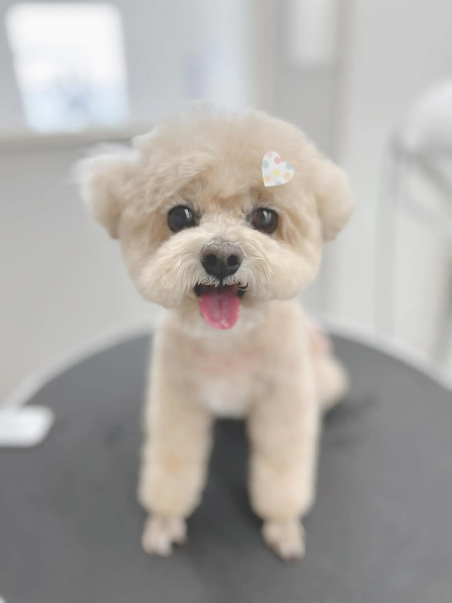 ୨୧ ∴ペットサロン∴ ୨୧ 