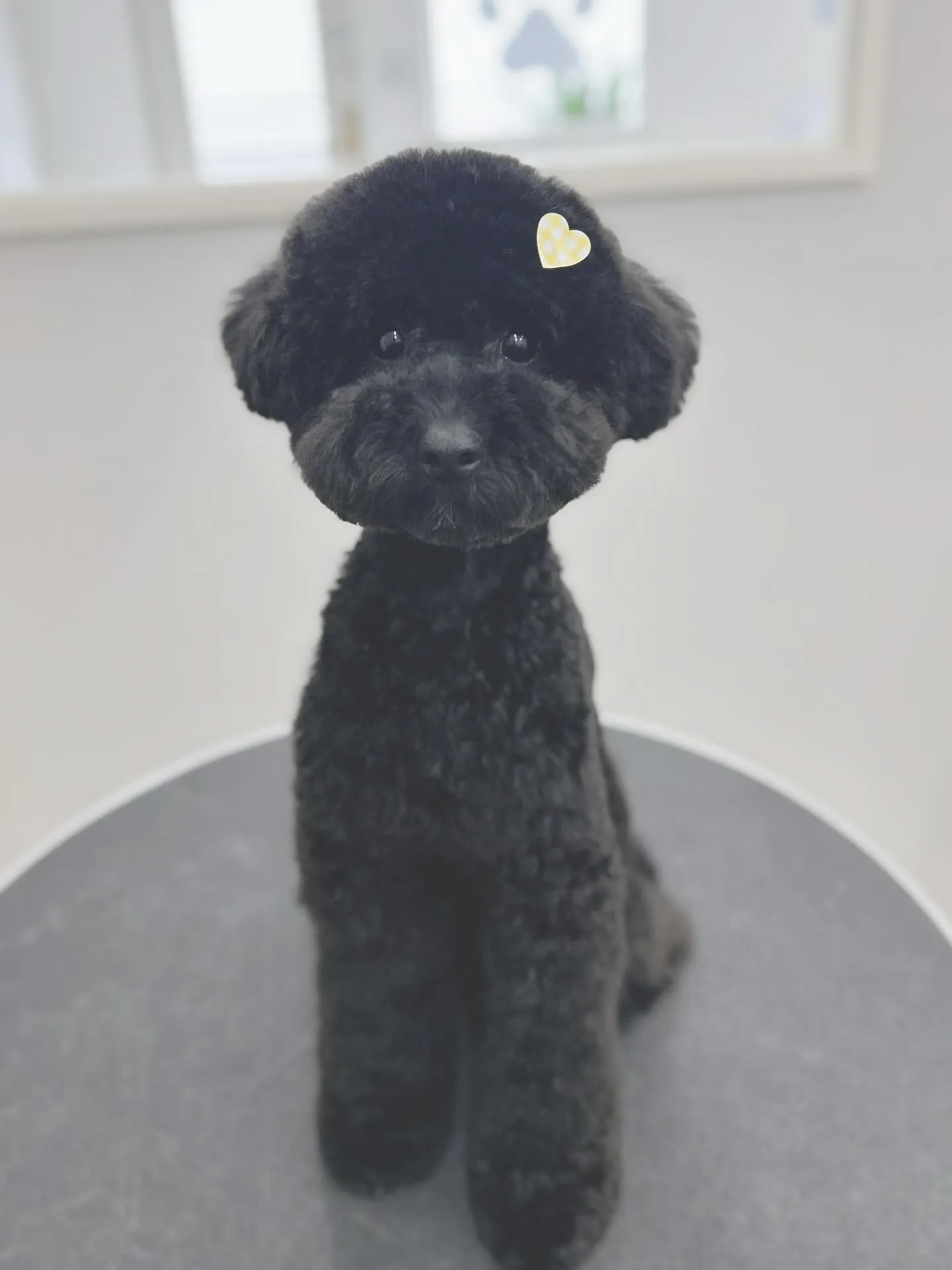 ୨୧ ∴ペットサロン∴ ୨୧ 
