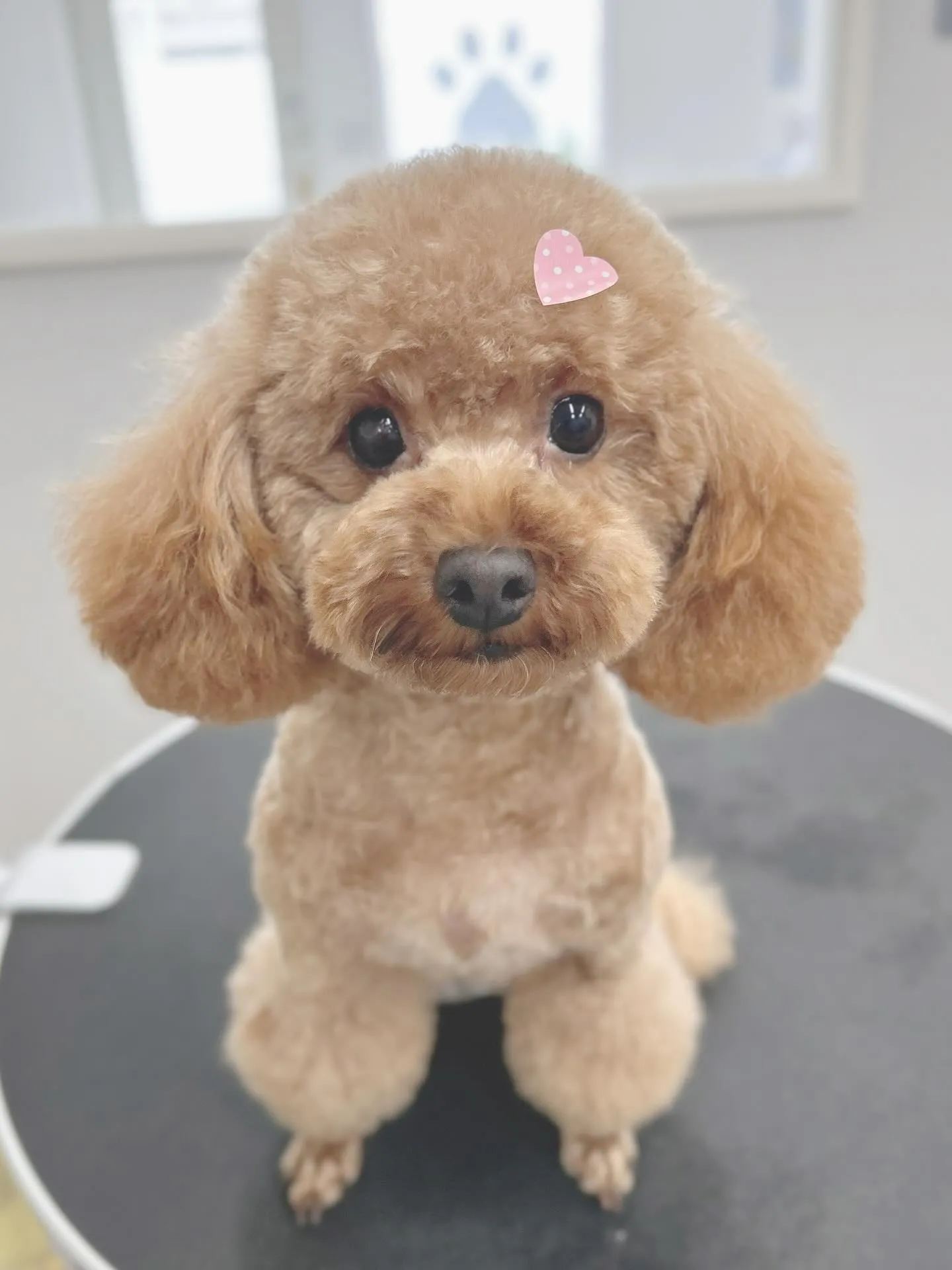 ୨୧ ∴ペットサロン∴ ୨୧ 