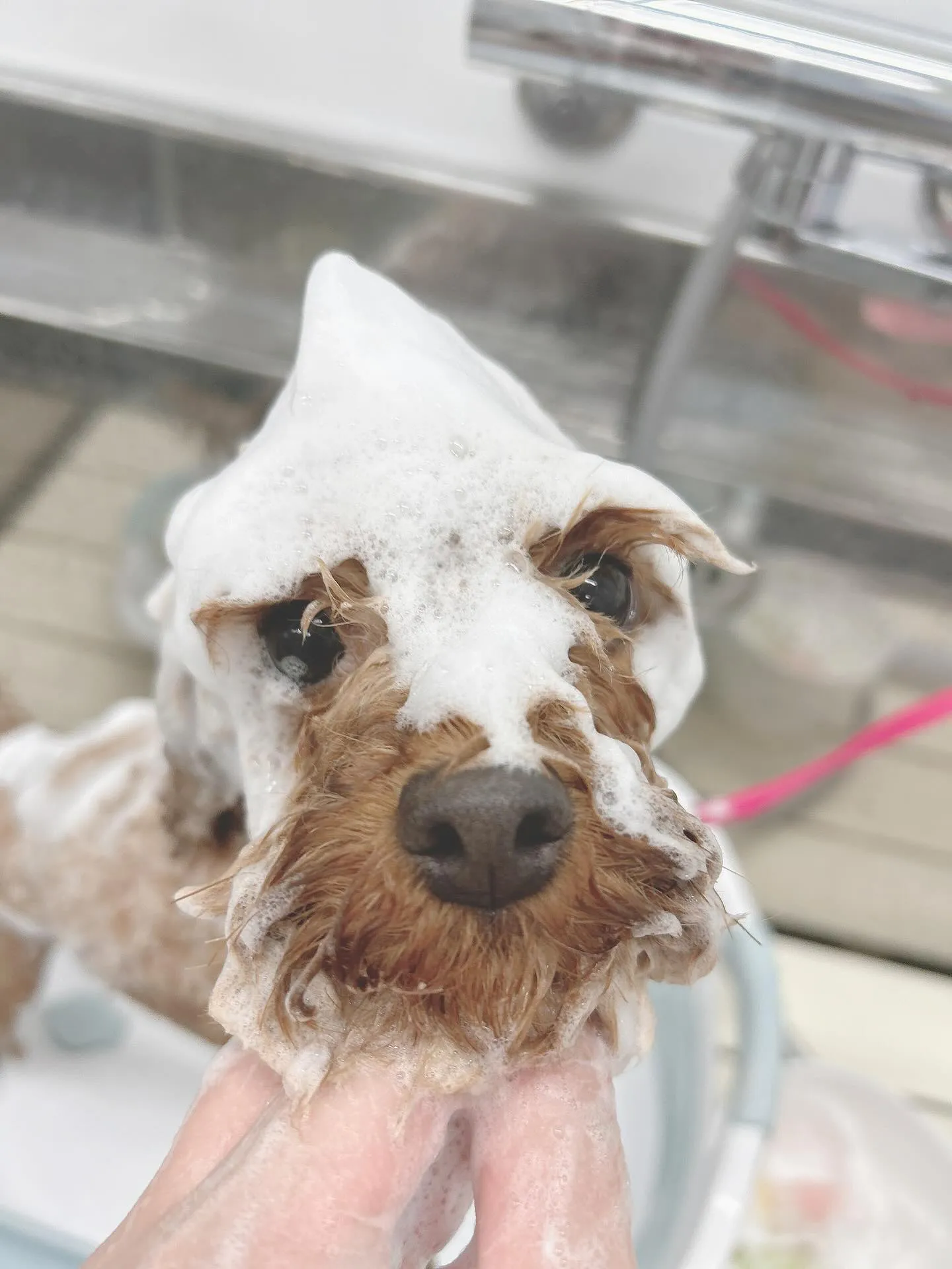 ୨୧ ∴ペットサロン∴ ୨୧ 