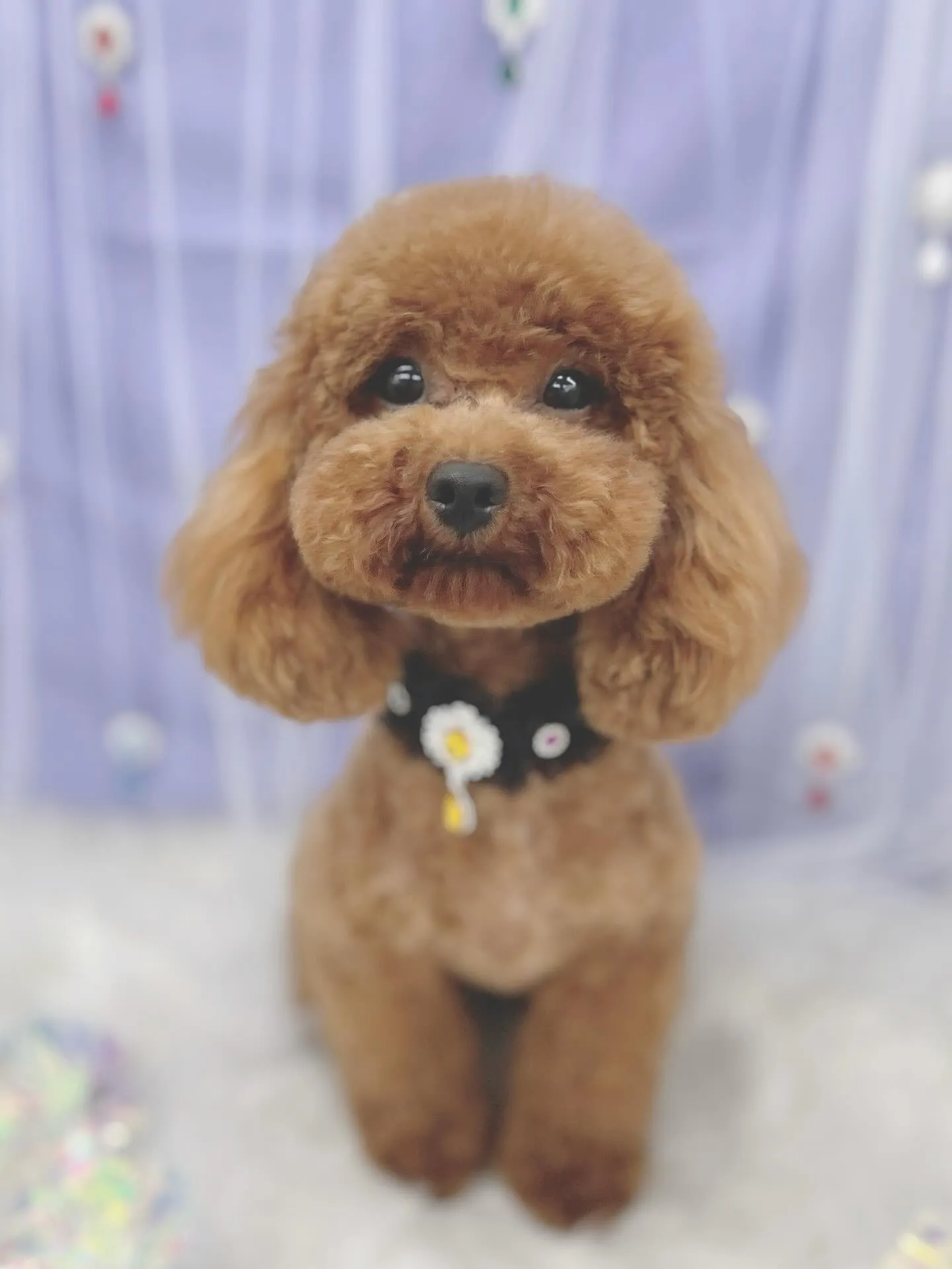 ୨୧ ∴トリミング∴ ୨୧