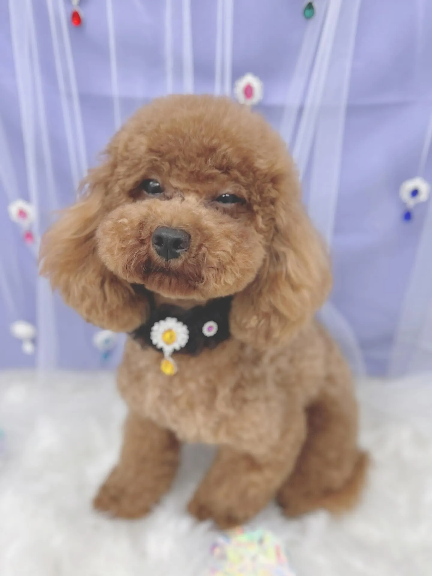 ୨୧ ∴トリミング∴ ୨୧