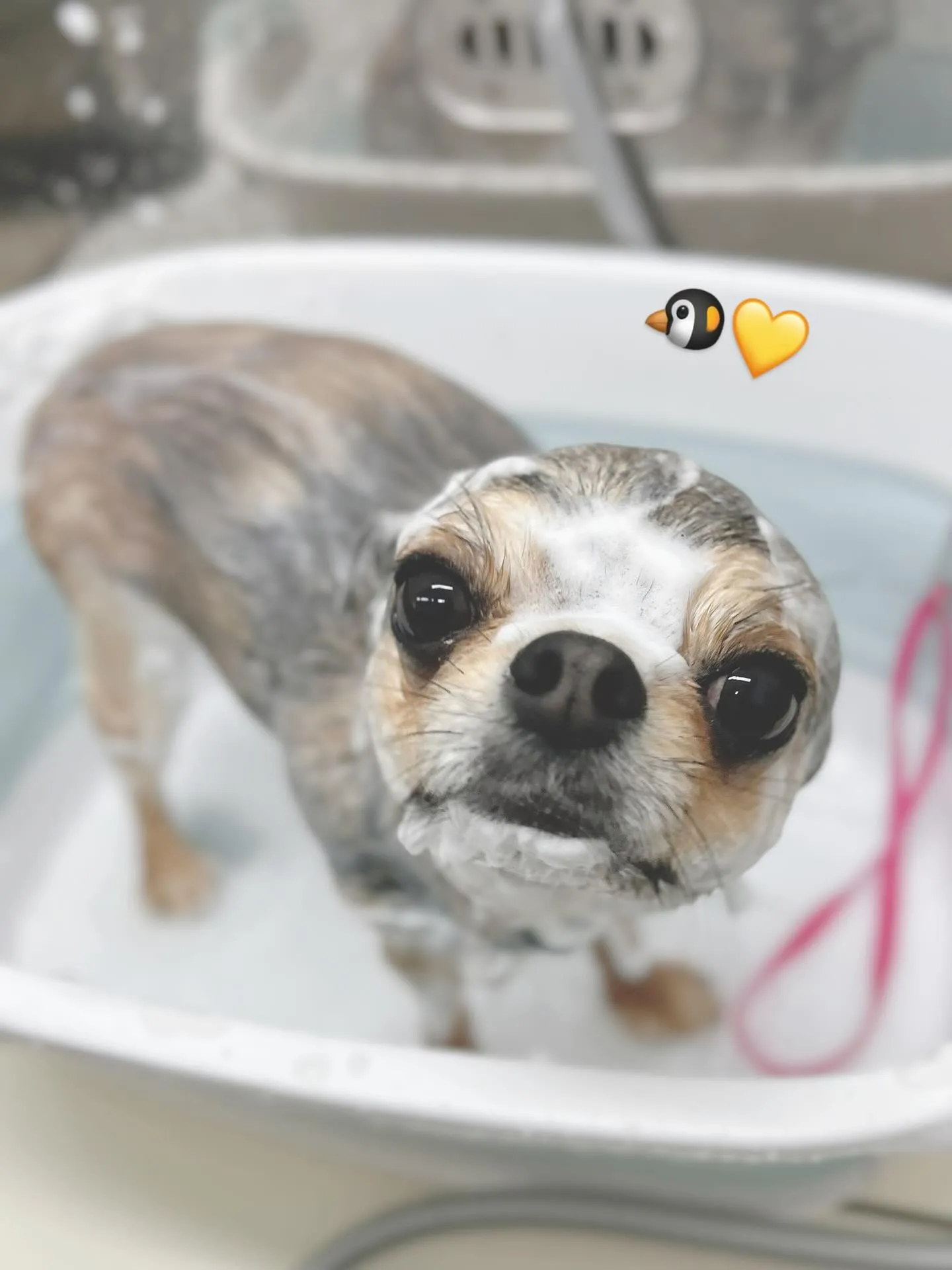 ୨୧ ∴ペットサロン∴ ୨୧ 