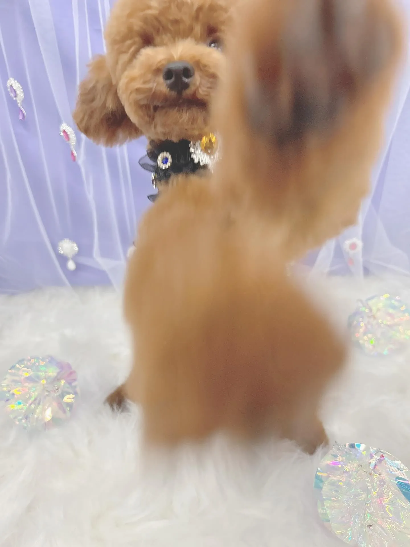 ୨୧ ∴トリミング∴ ୨୧