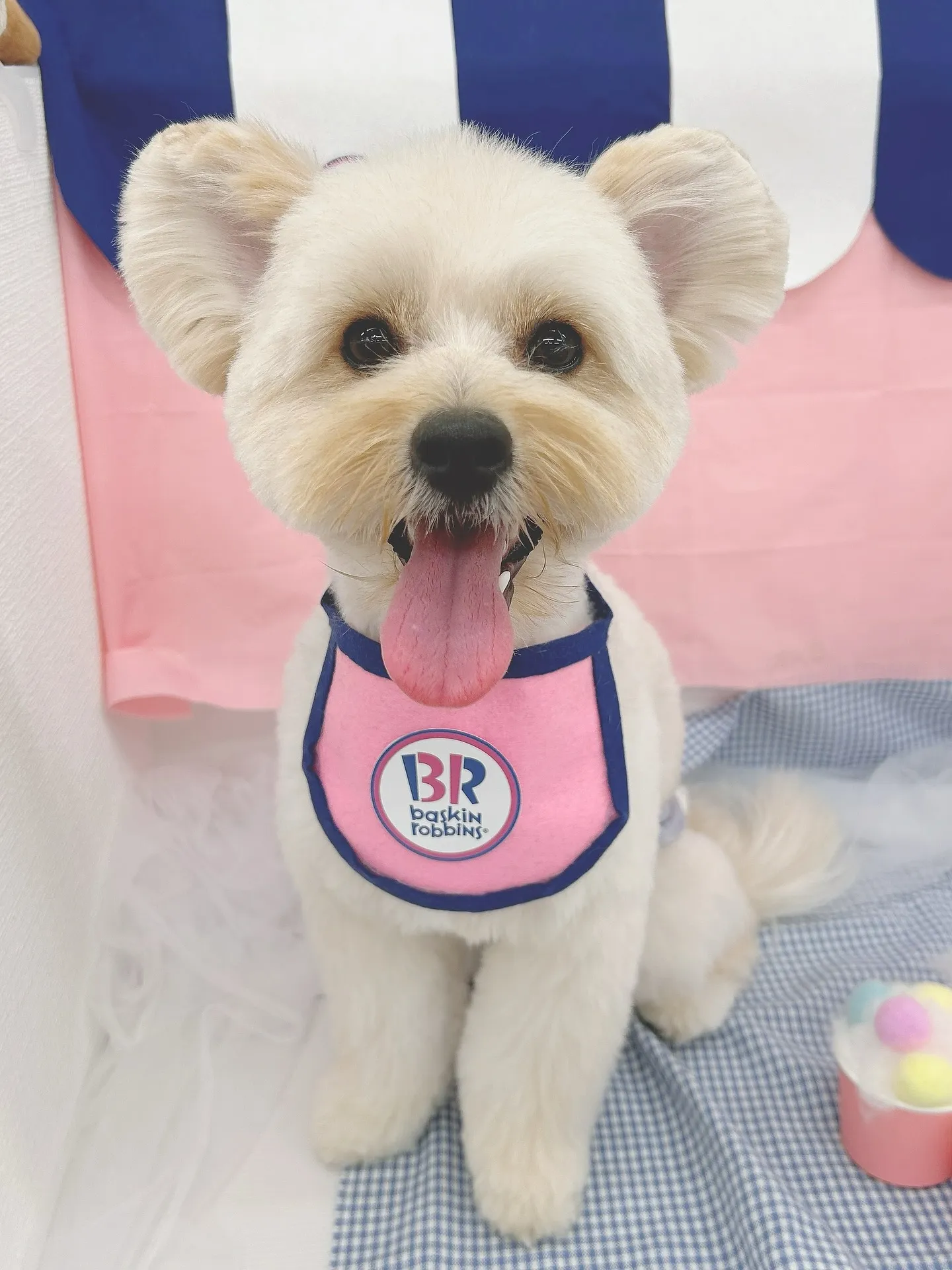 ୨୧ ∴ペットサロン∴ ୨୧