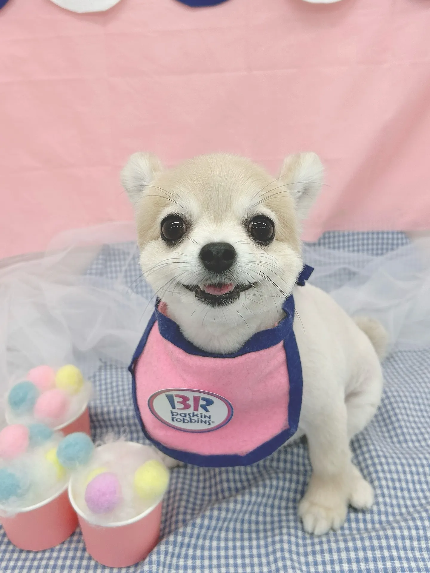 ୨୧ ∴ペットサロン∴ ୨୧