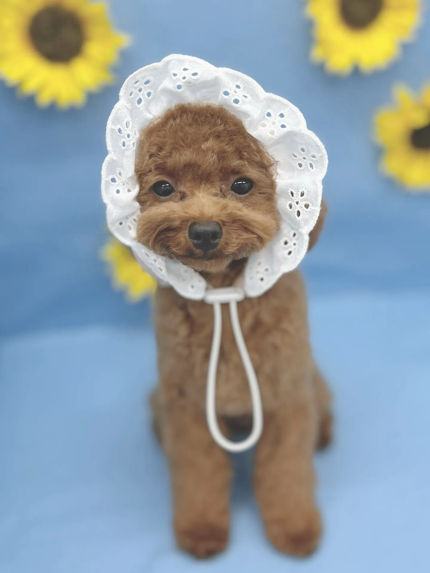 ୨୧ ∴ペットサロン∴ ୨୧