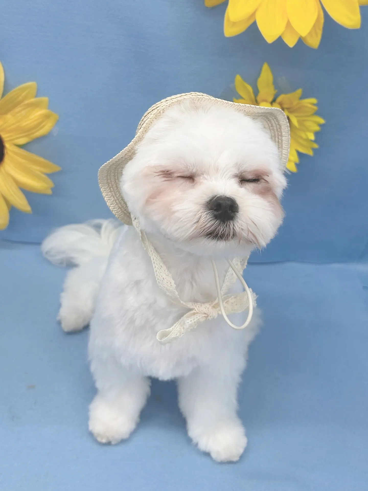 ୨୧ ∴ペットサロン∴ ୨୧