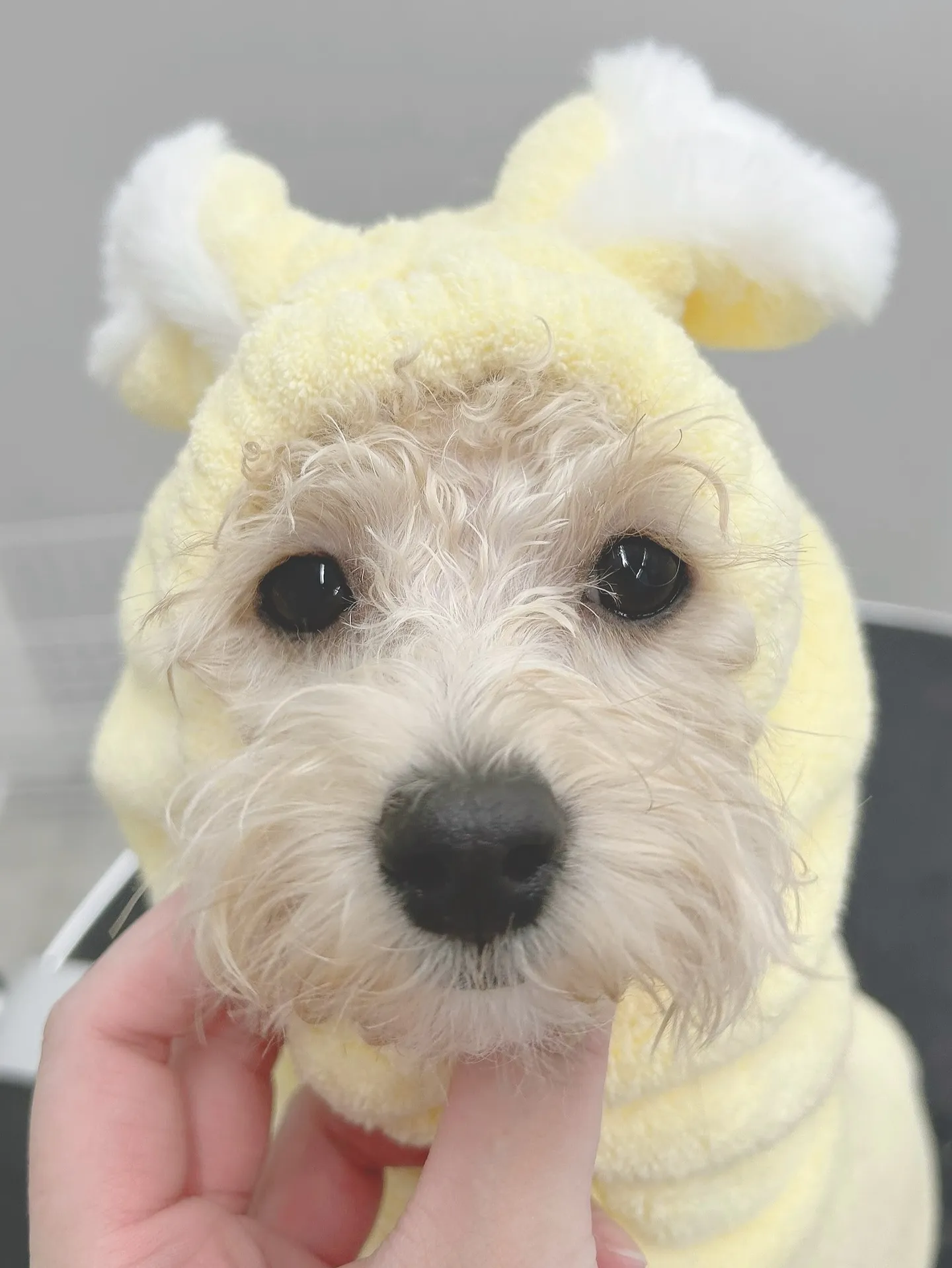 ୨୧ ∴ペットサロン∴ ୨୧