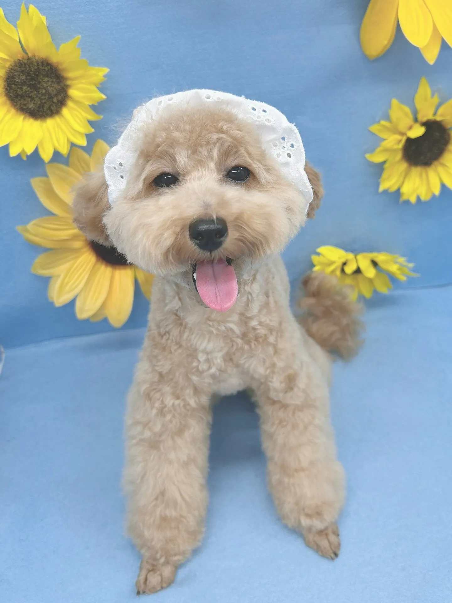 ୨୧ ∴ペットサロン∴ ୨୧