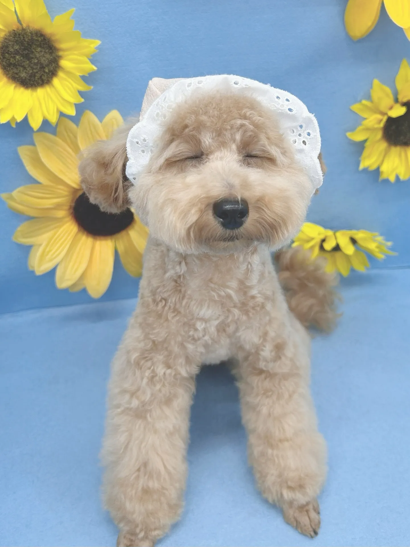 ୨୧ ∴ペットサロン∴ ୨୧