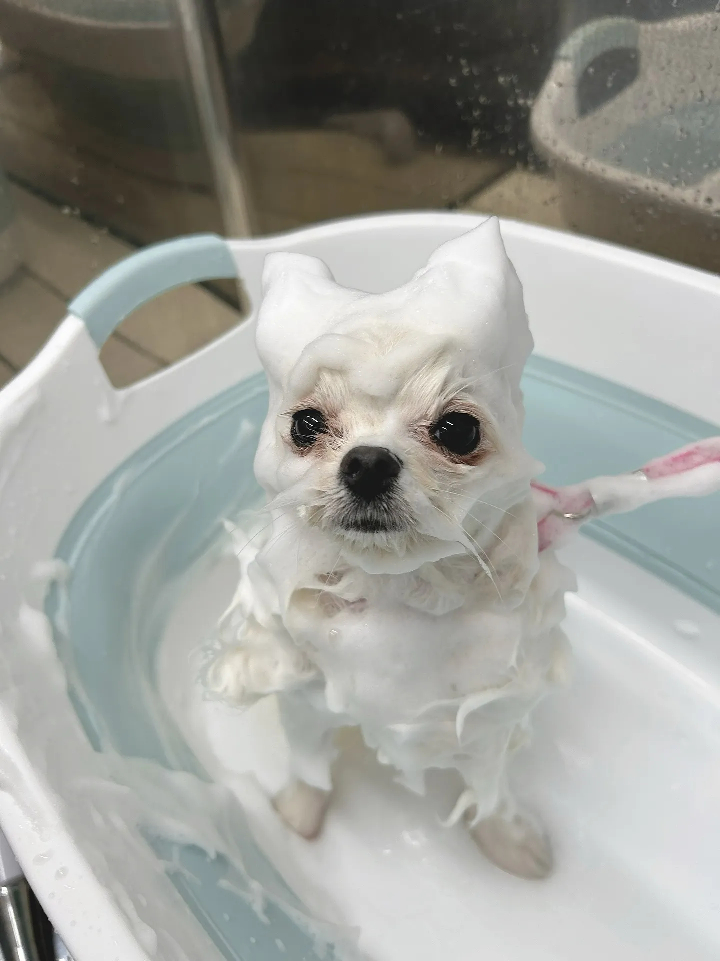 ୨୧ ∴ペットサロン∴ ୨୧