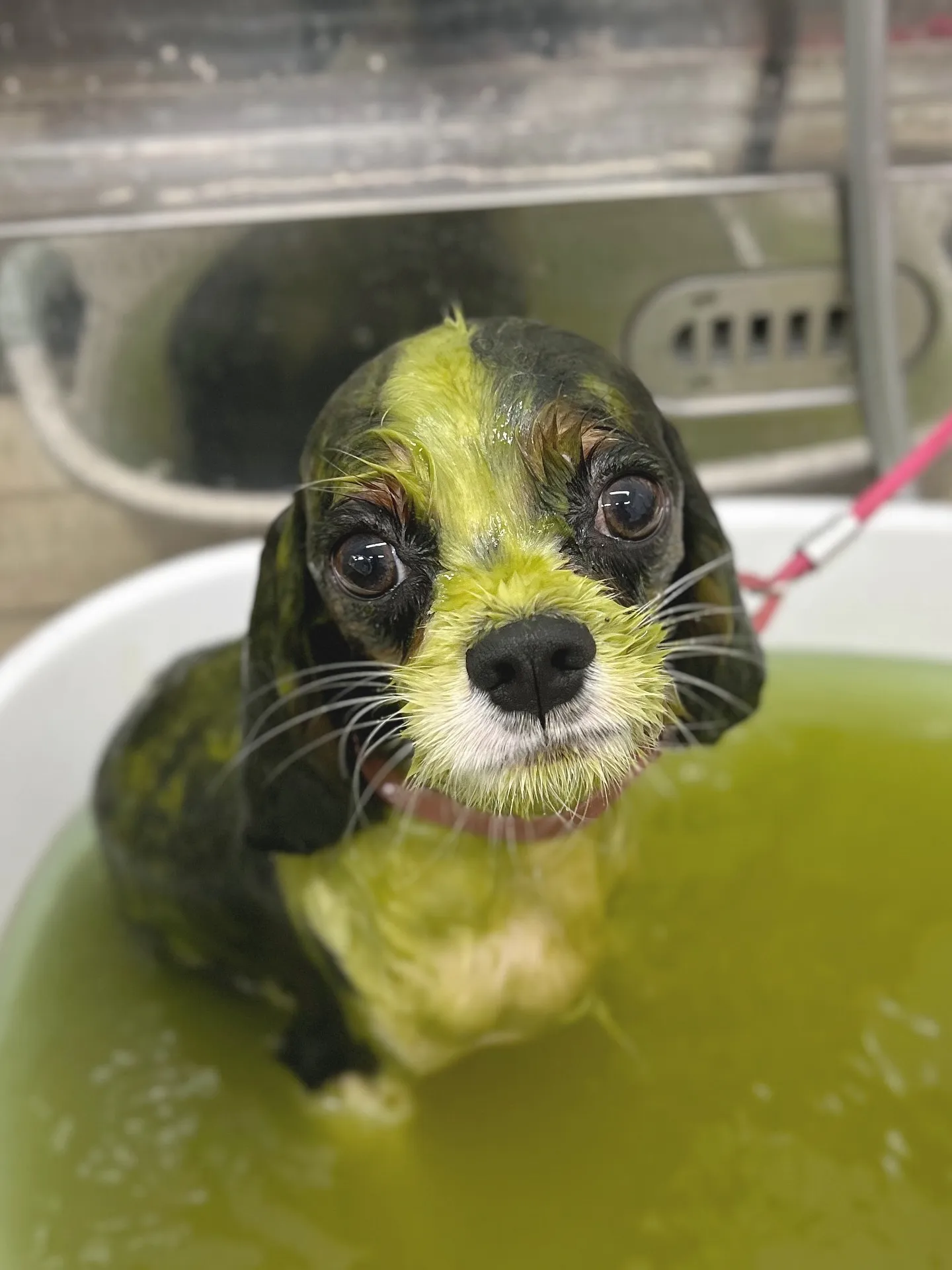 ୨୧ ∴ペットサロン∴ ୨୧