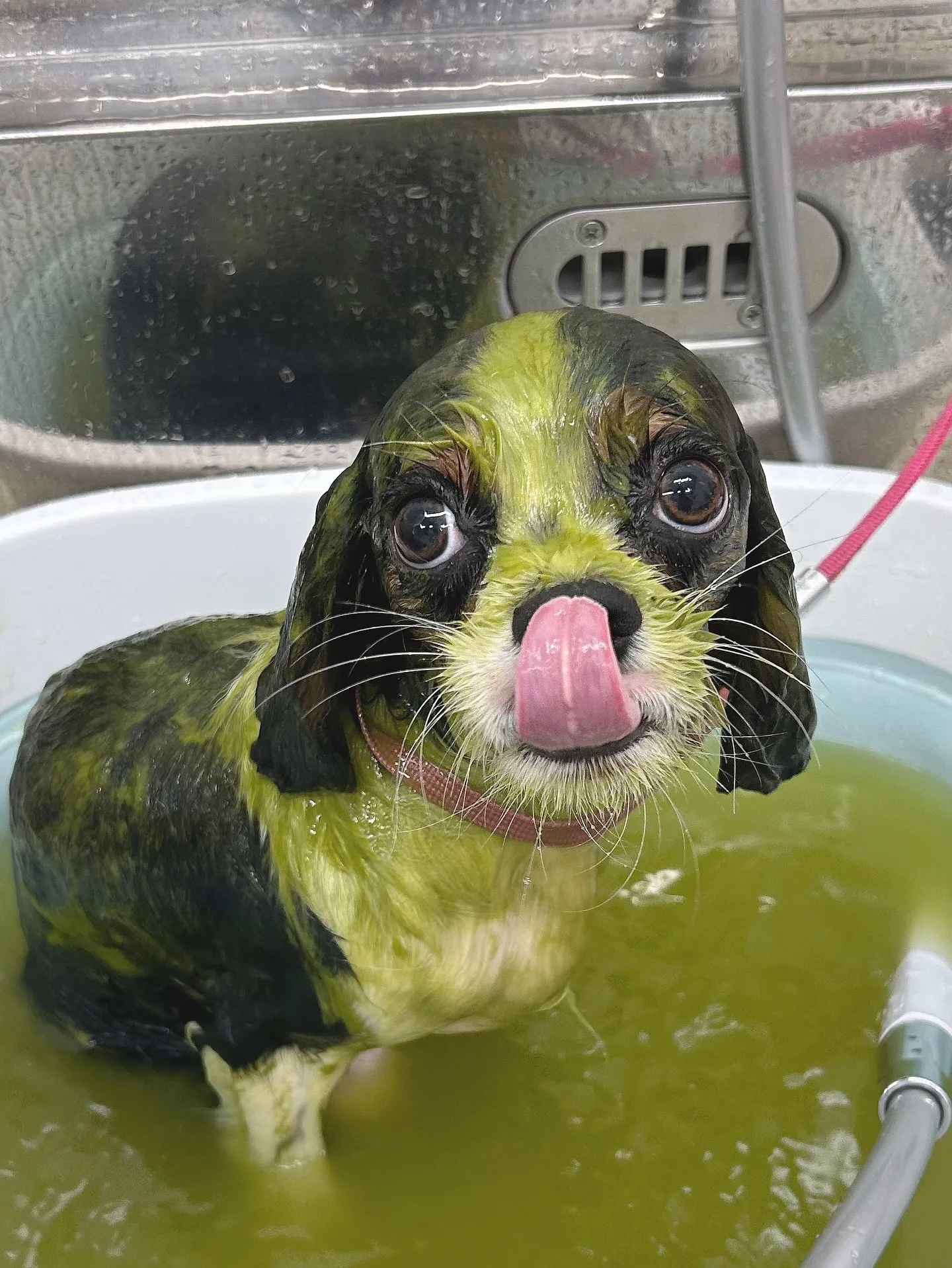 ୨୧ ∴ペットサロン∴ ୨୧
