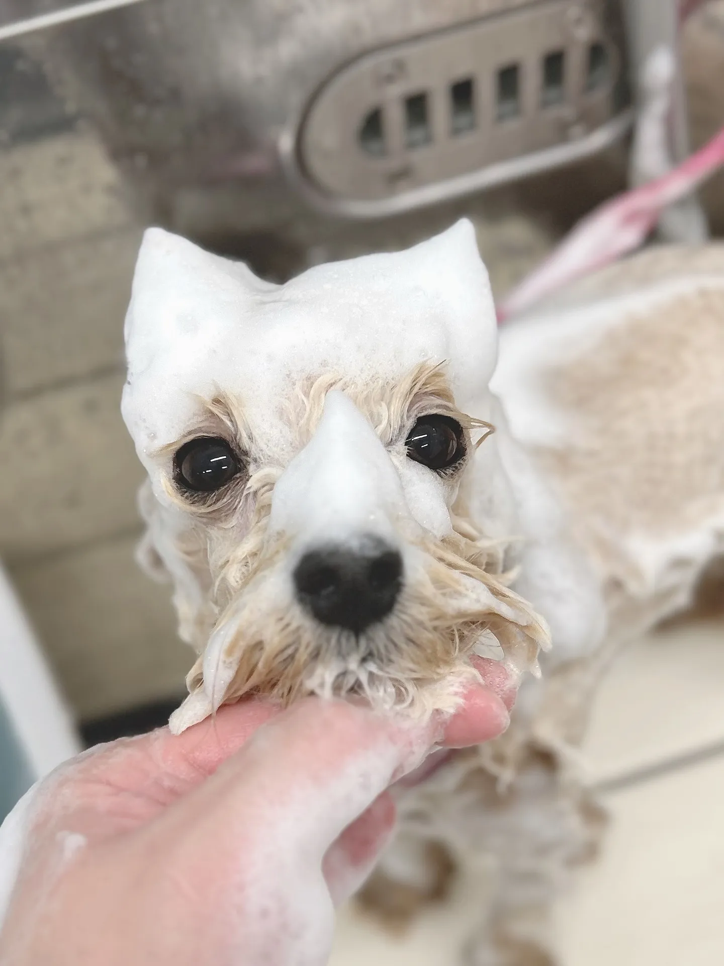 ୨୧ ∴ペットサロン∴ ୨୧