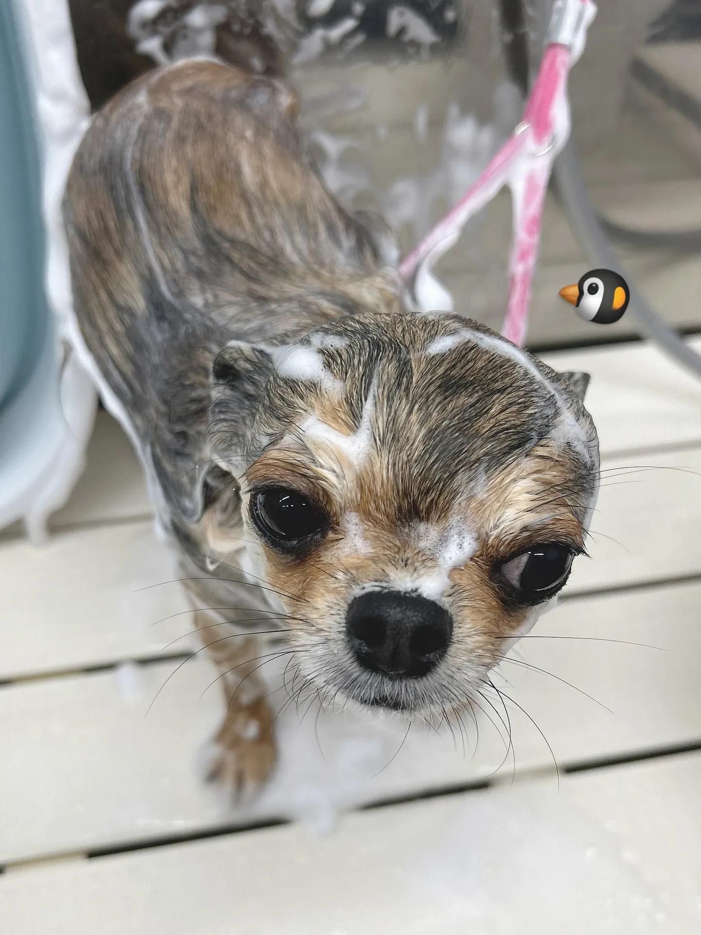 ୨୧ ∴ペットサロン∴ ୨୧