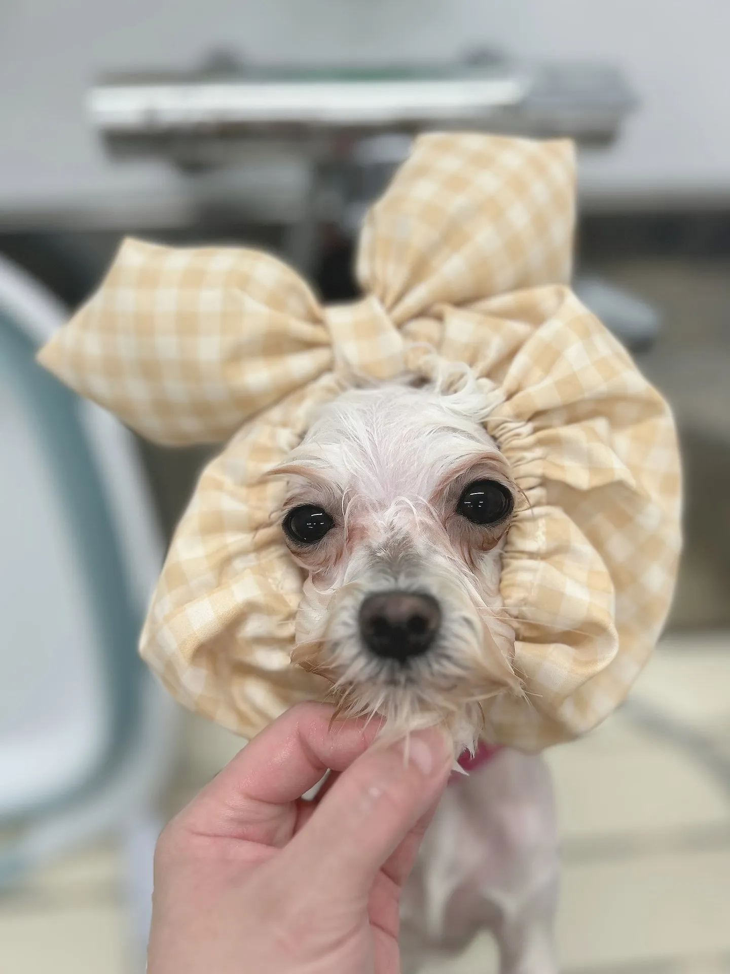 ୨୧ ∴ペットサロン∴ ୨୧