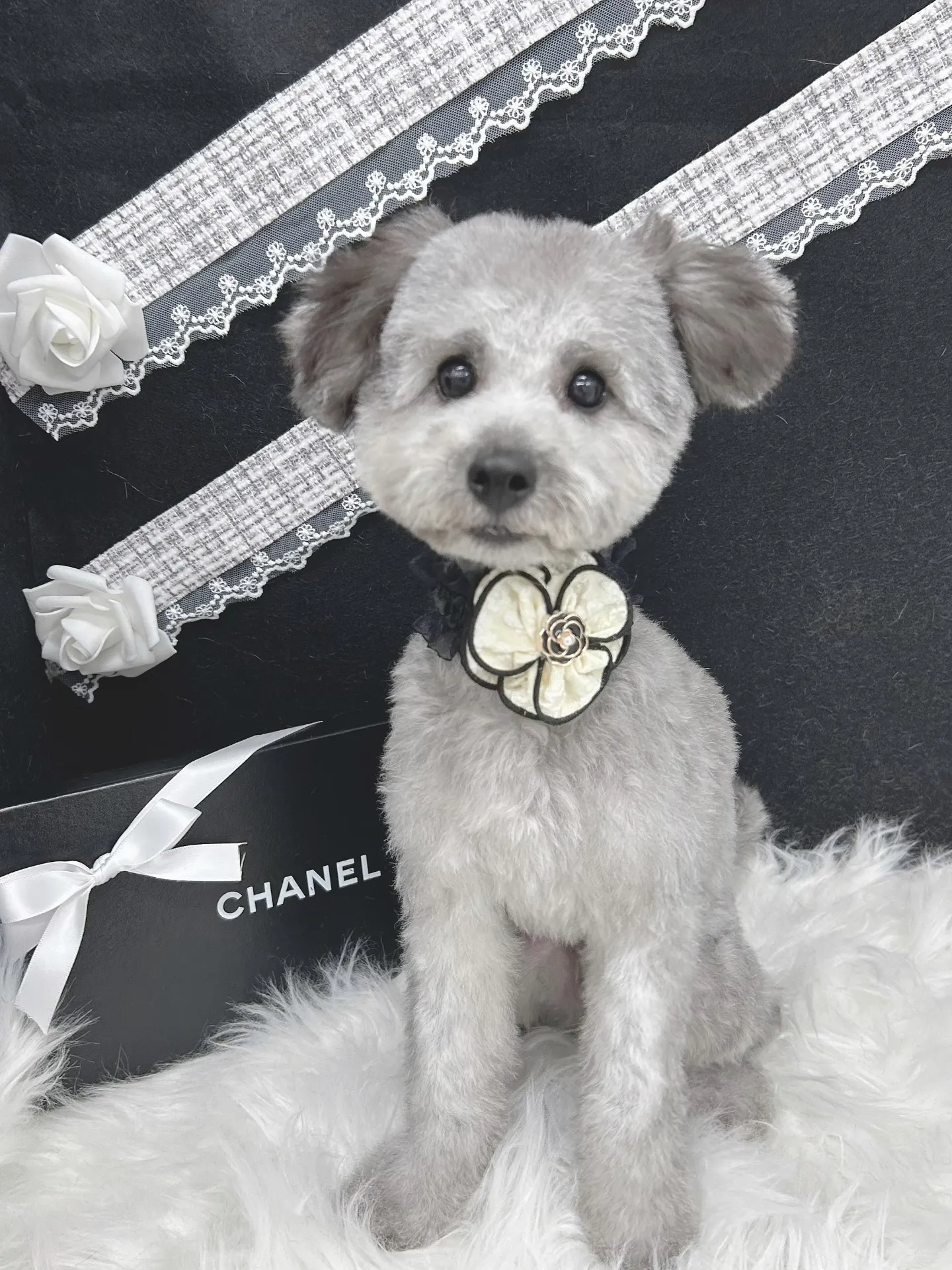 ୨୧ ∴ペットサロン∴ ୨୧