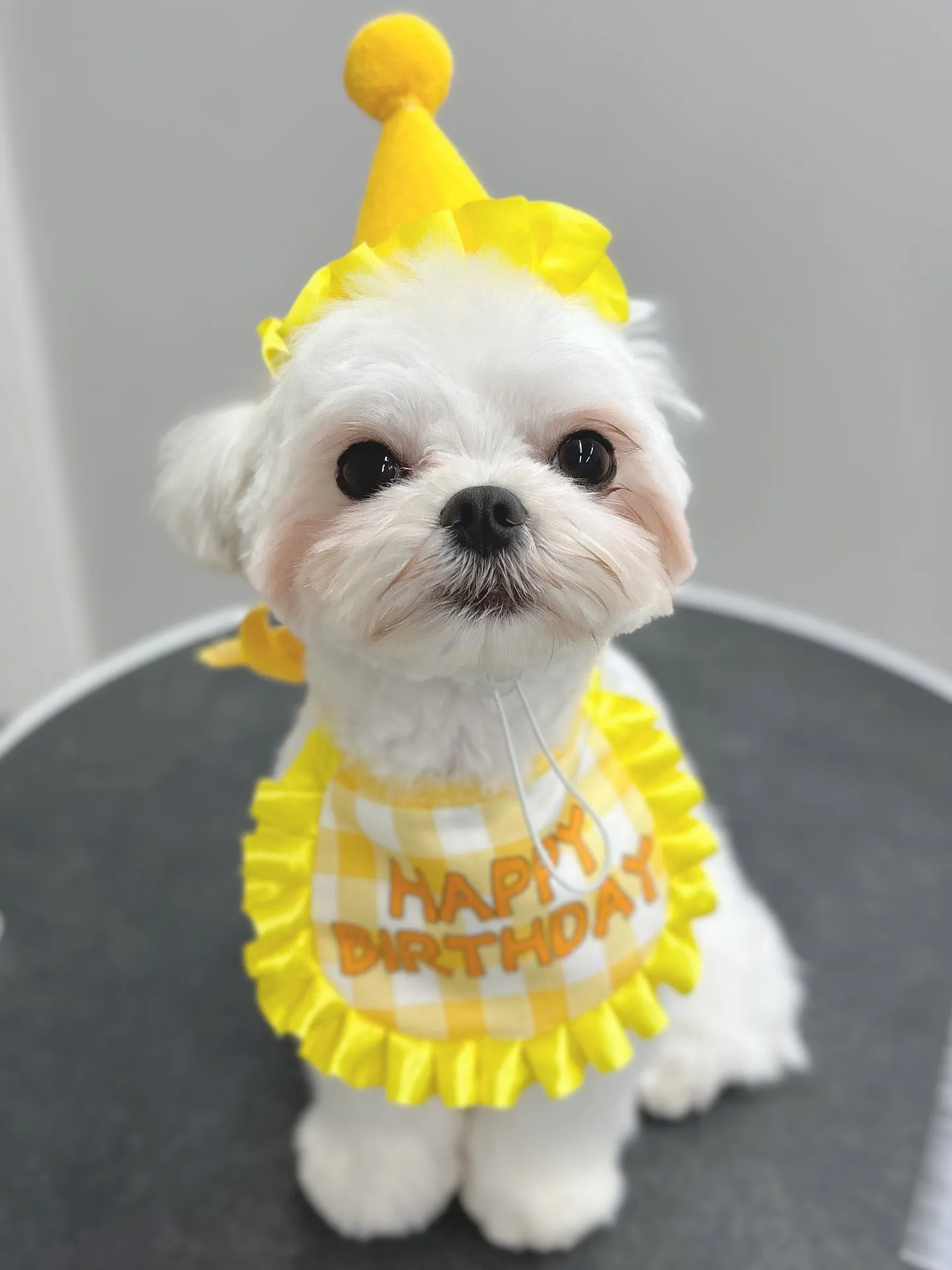 ୨୧ ∴ペットサロン∴ ୨୧