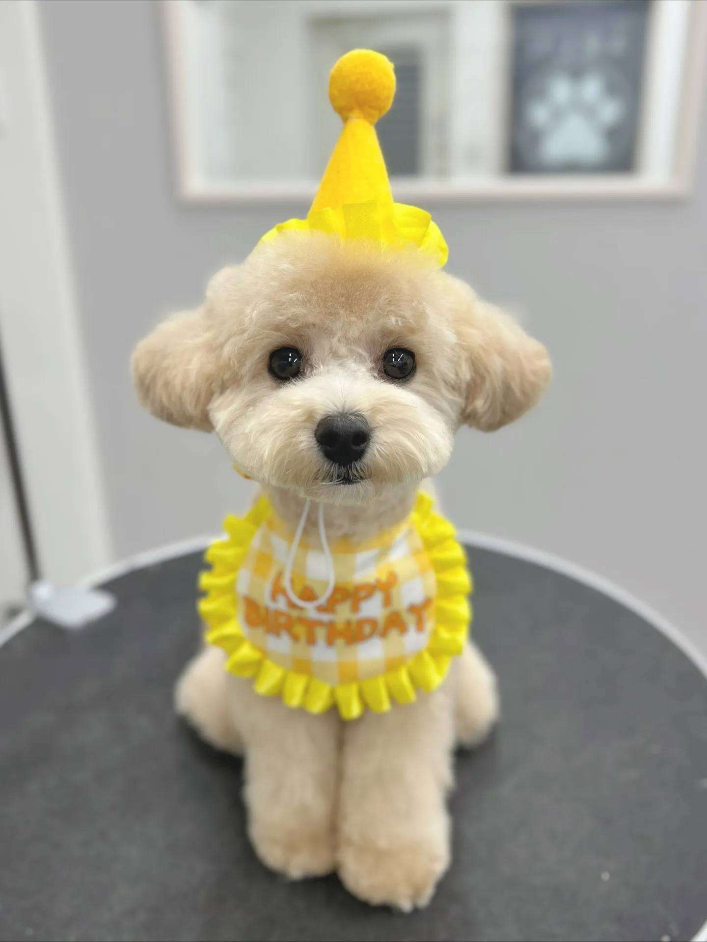 ୨୧ ∴ペットサロン∴ ୨୧