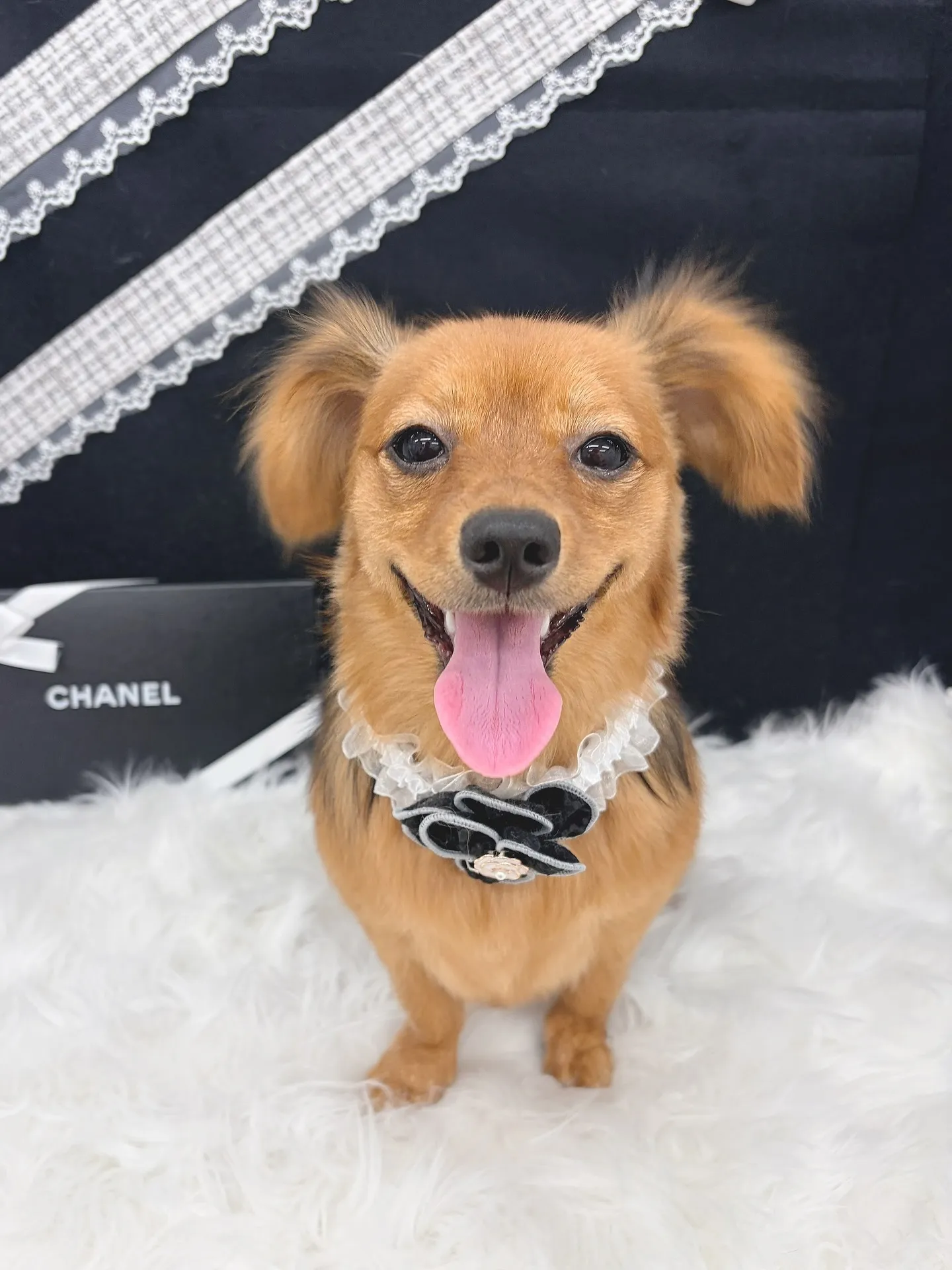 ୨୧ ∴ペットサロン∴ ୨୧