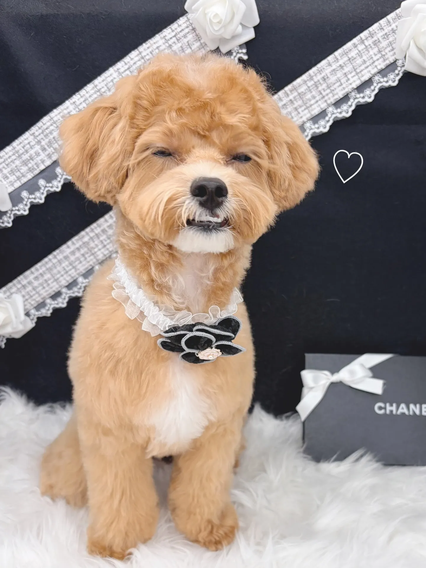 ୨୧ ∴ペットサロン∴ ୨୧