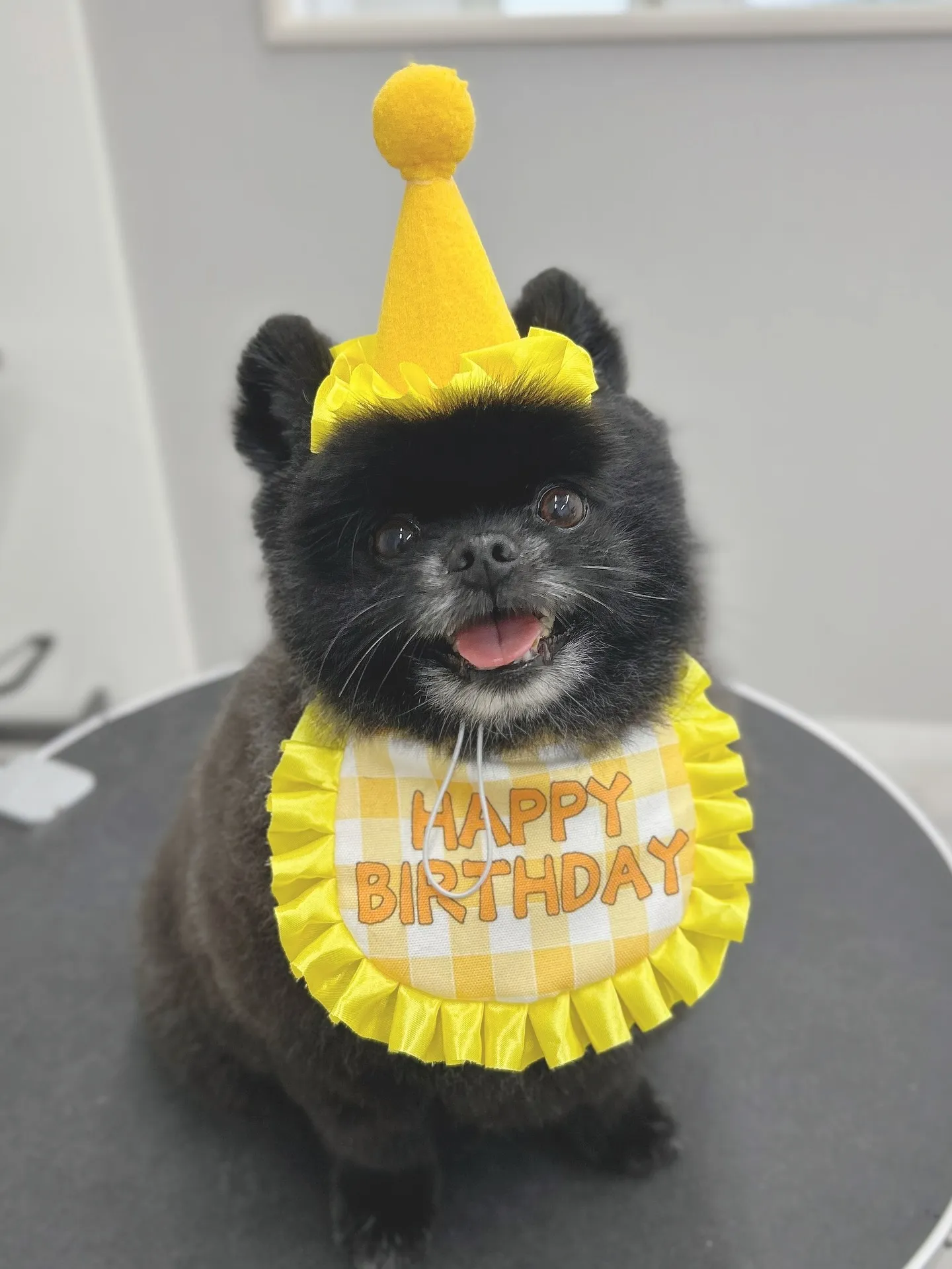 ୨୧ ∴ペットサロン∴ ୨୧