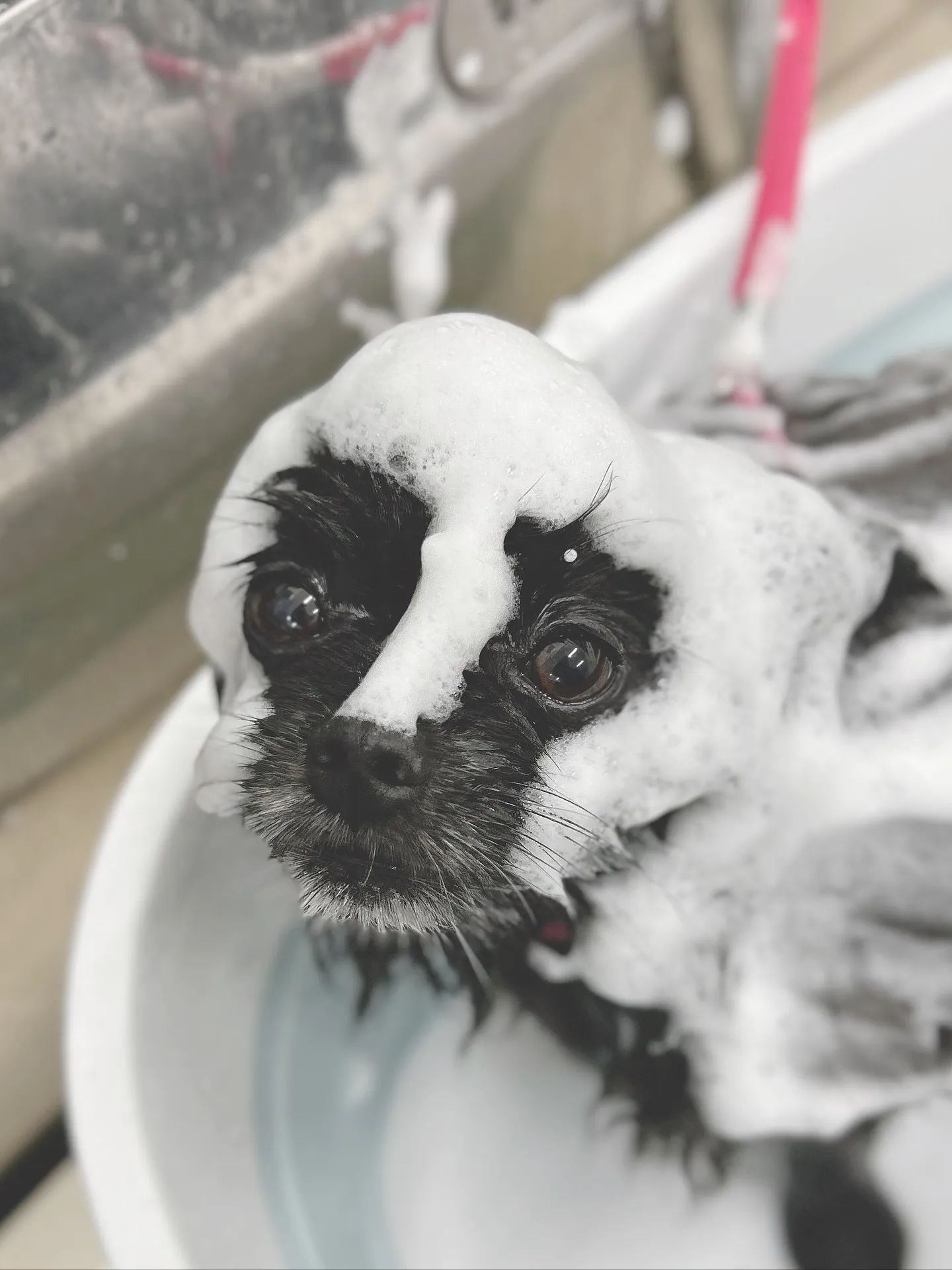 ୨୧ ∴ペットサロン∴ ୨୧