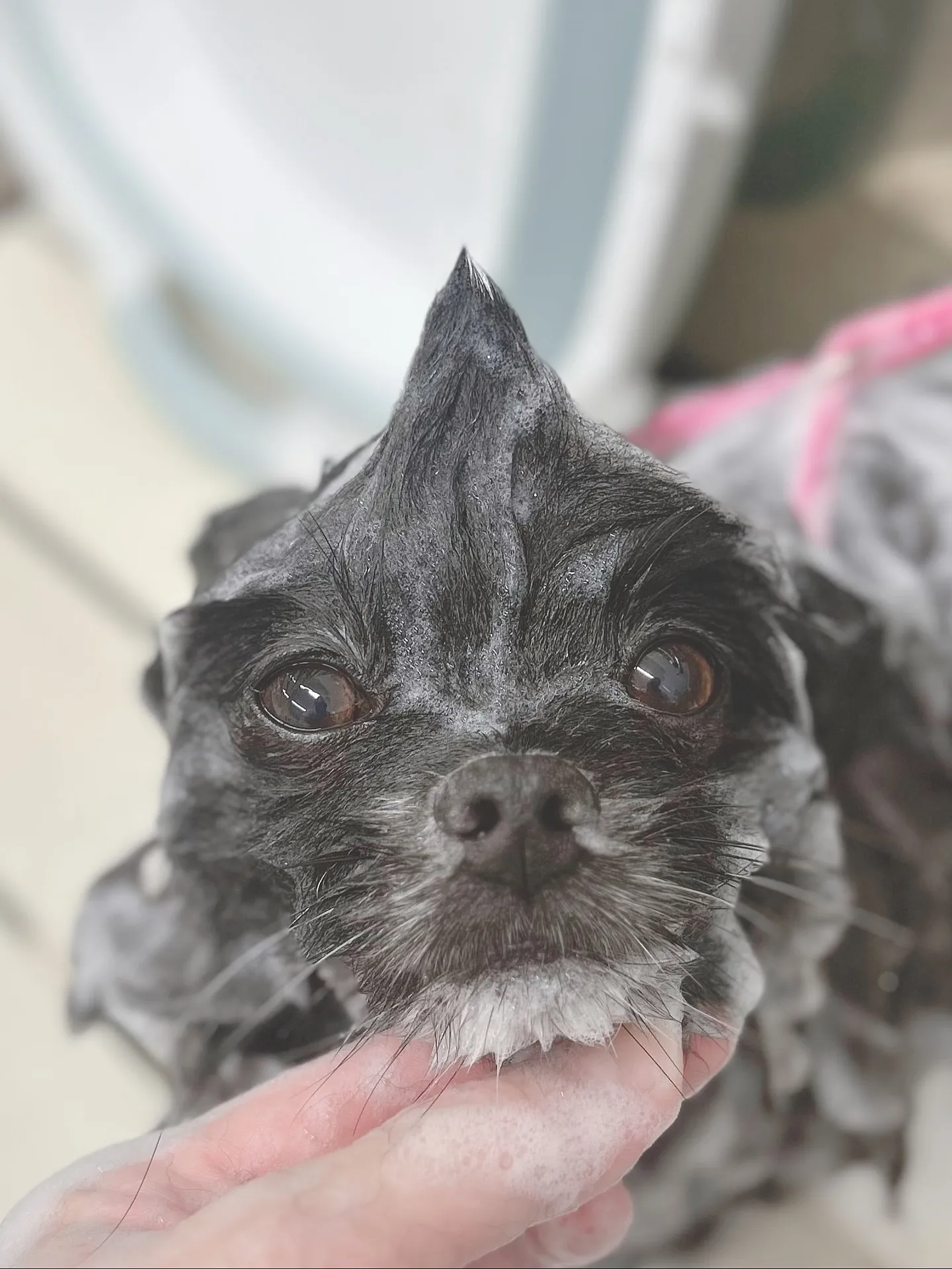 ୨୧ ∴ペットサロン∴ ୨୧