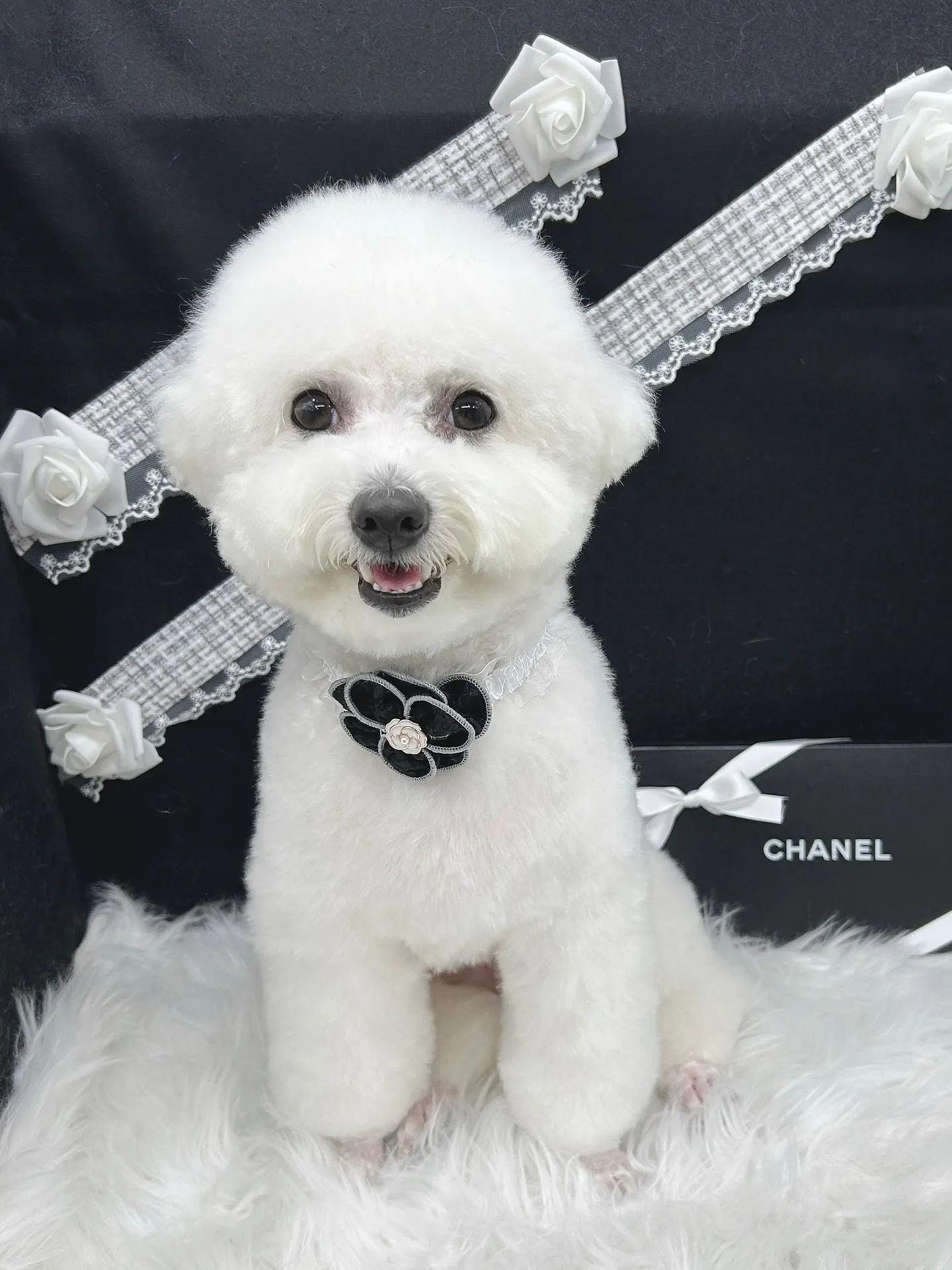 ୨୧ ∴ペットサロン∴ ୨୧