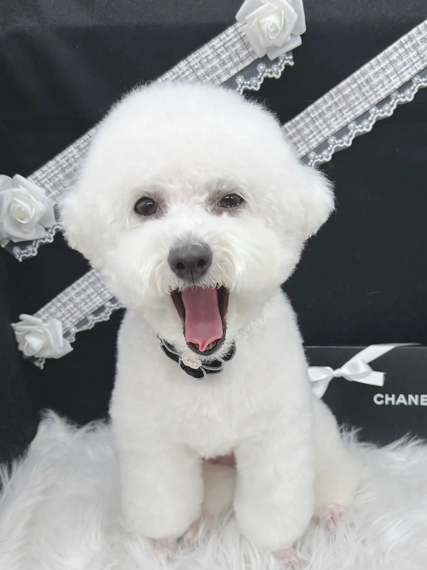 ୨୧ ∴ペットサロン∴ ୨୧