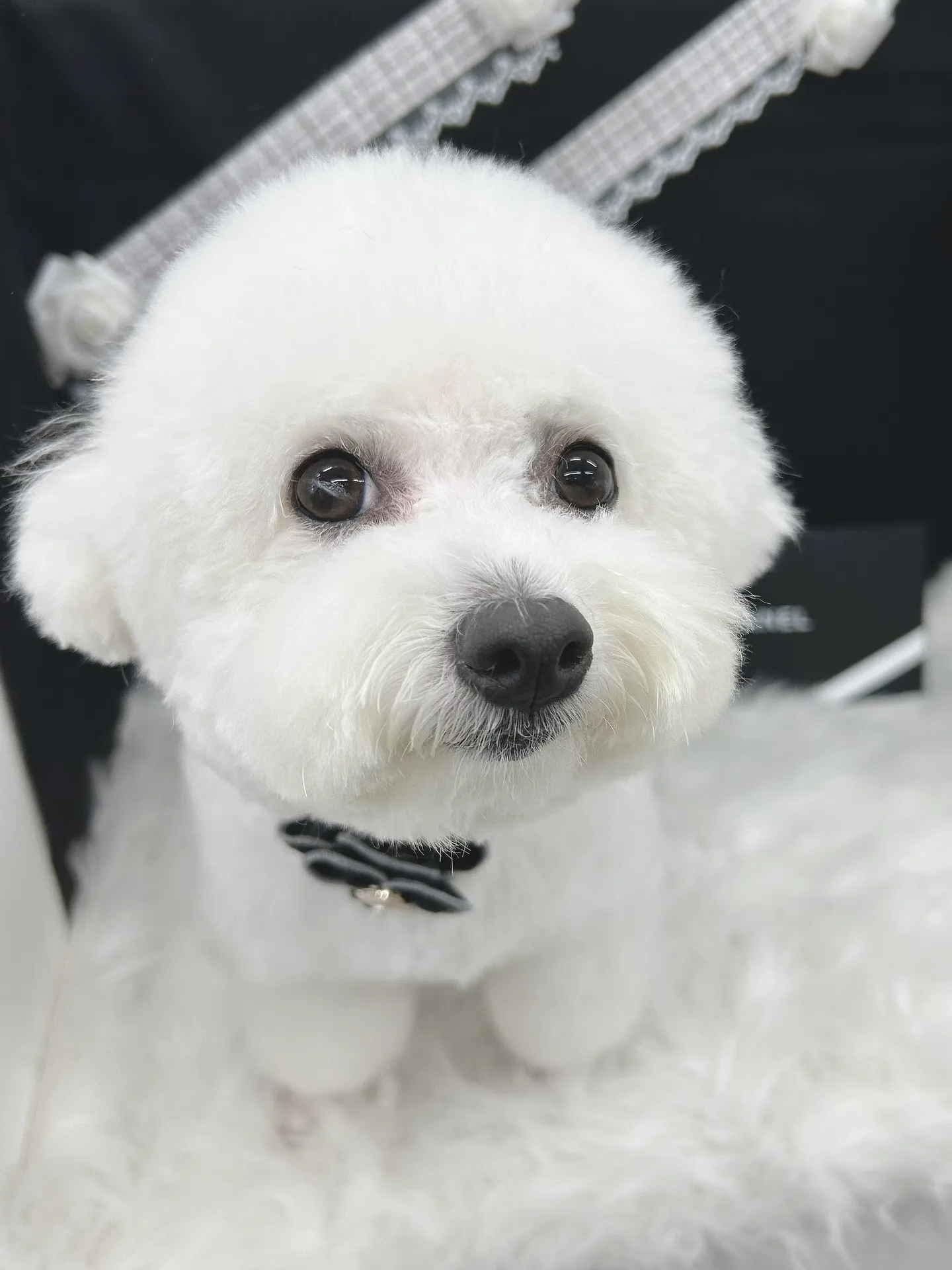 ୨୧ ∴ペットサロン∴ ୨୧