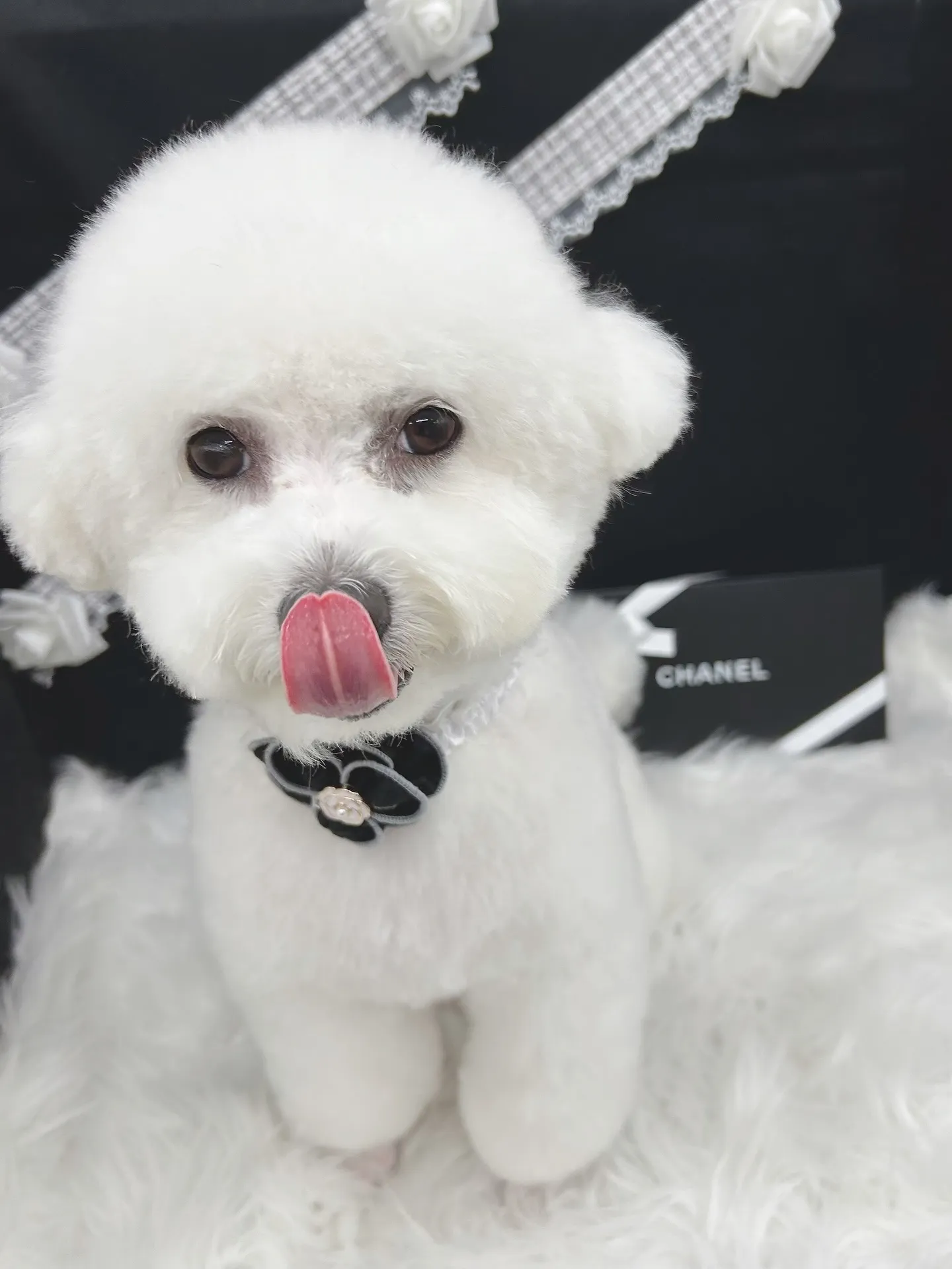 ୨୧ ∴ペットサロン∴ ୨୧