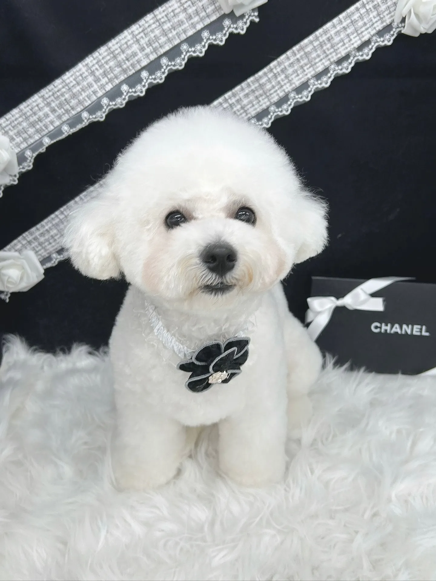 ୨୧ ∴ペットサロン∴ ୨୧