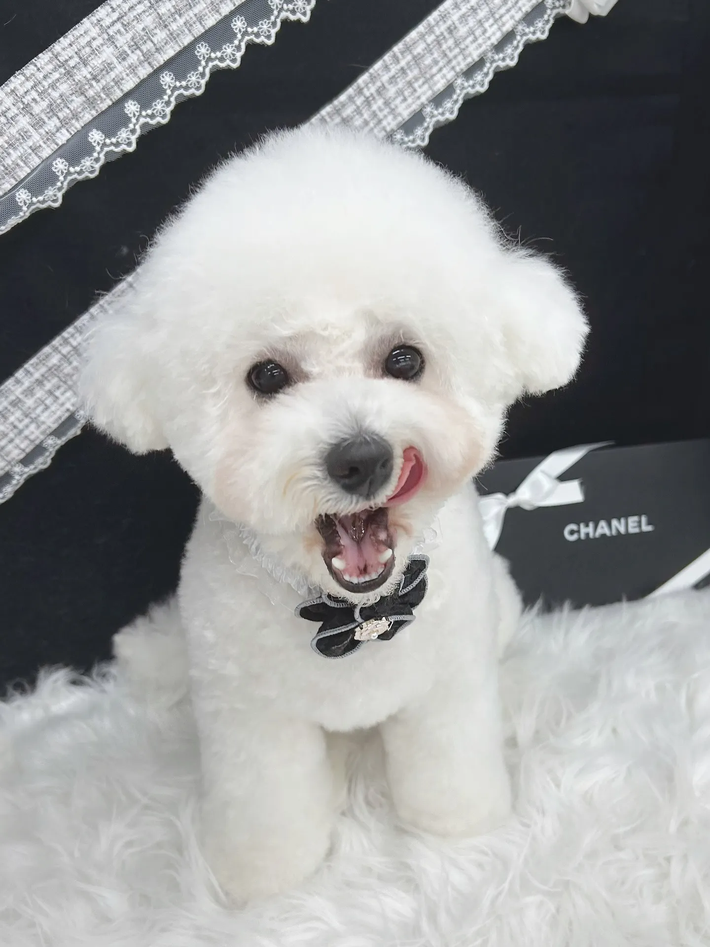 ୨୧ ∴ペットサロン∴ ୨୧