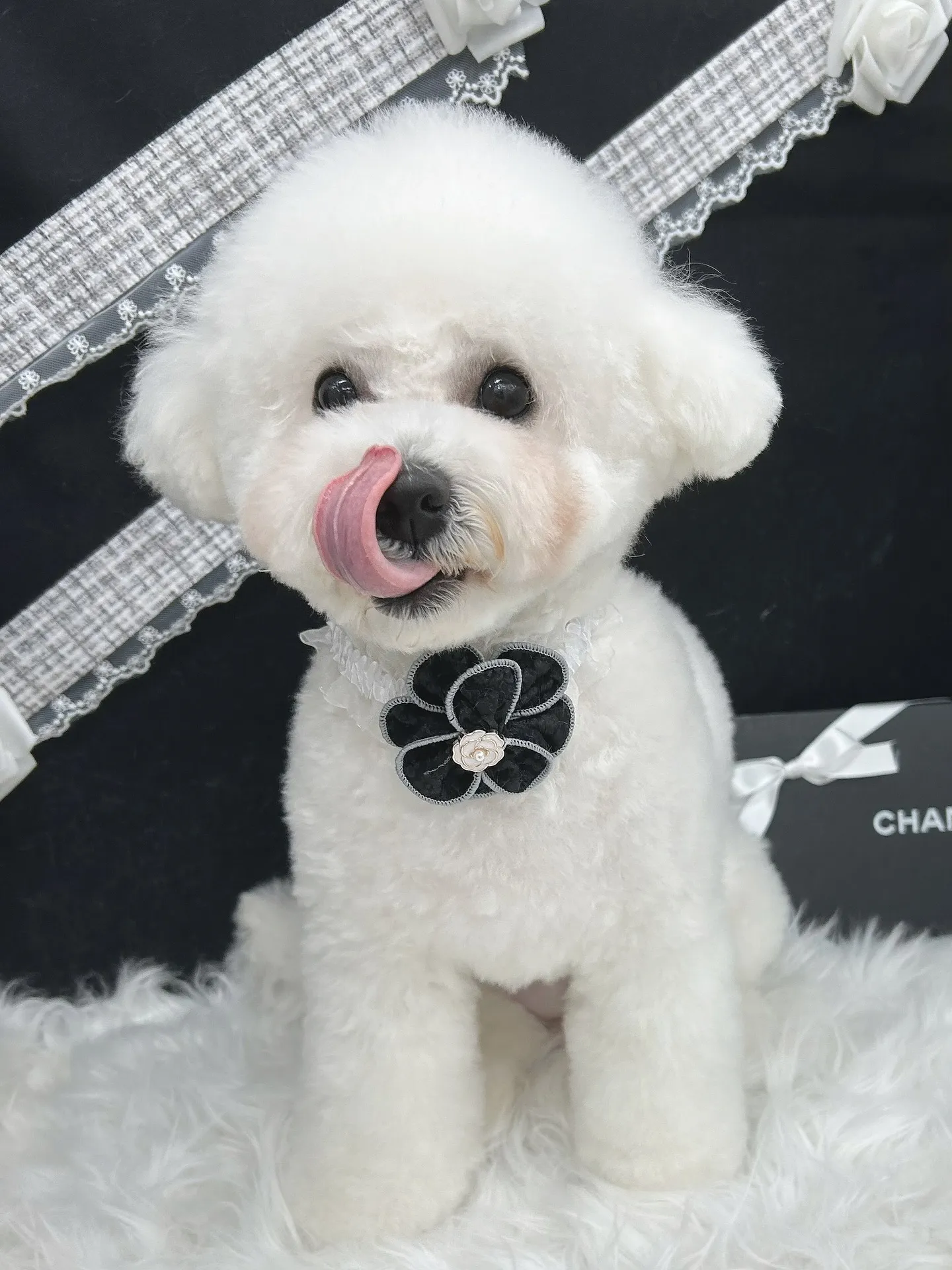 ୨୧ ∴ペットサロン∴ ୨୧