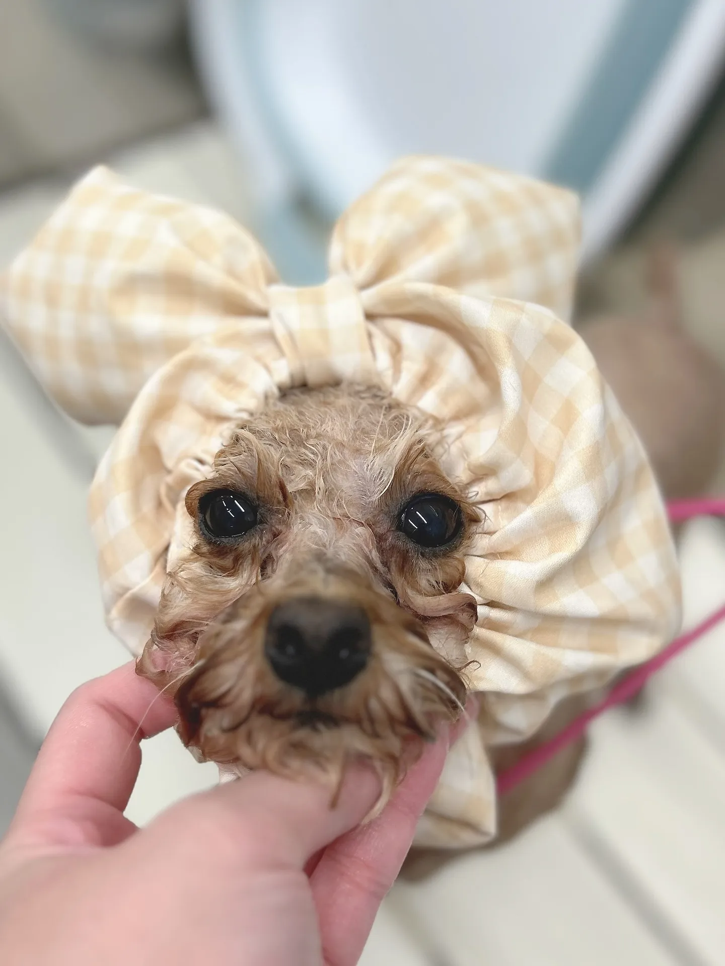 ୨୧ ∴ペットサロン∴ ୨୧